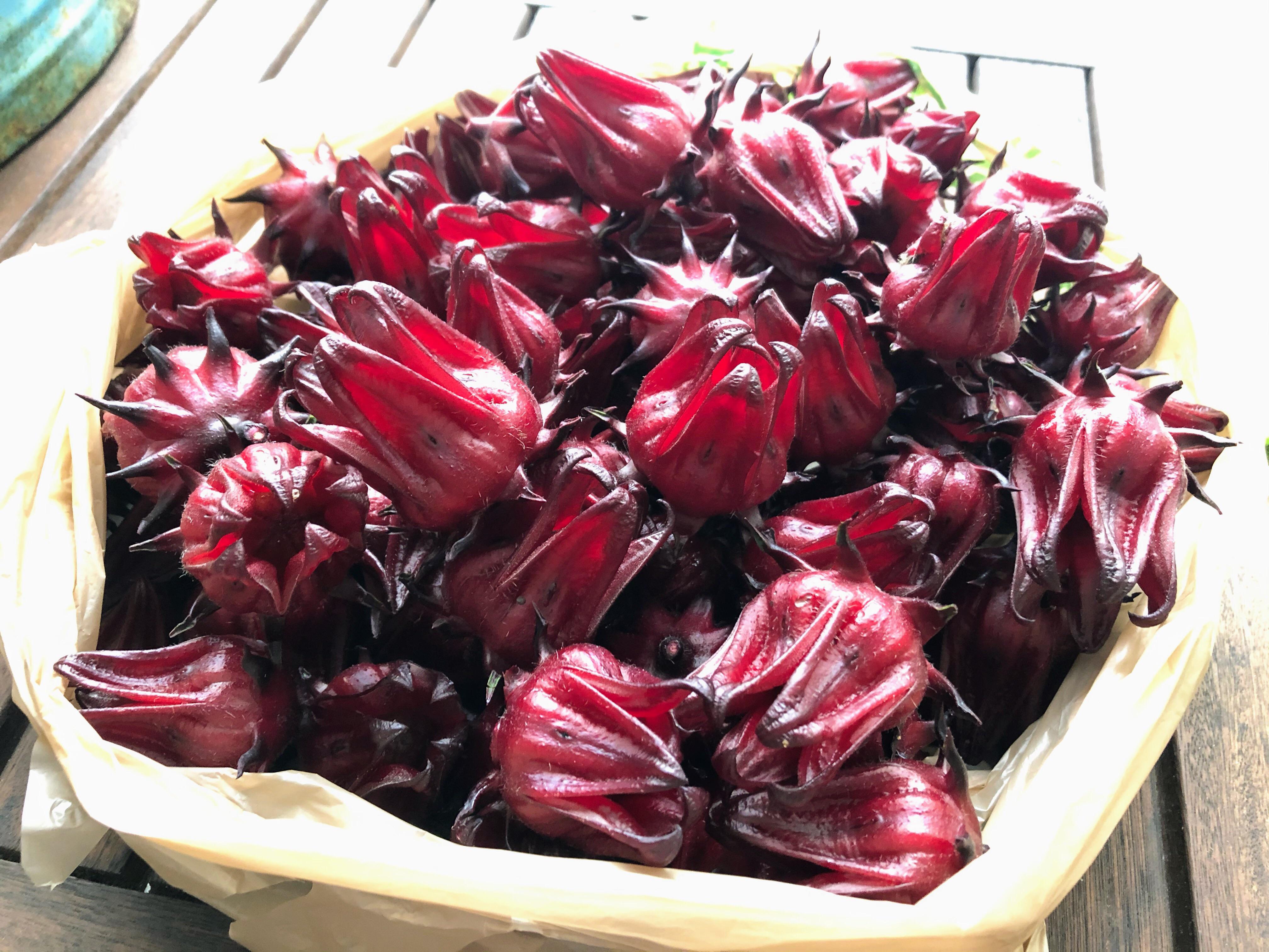 My first harvest of Roselle! I’ll take any on what to