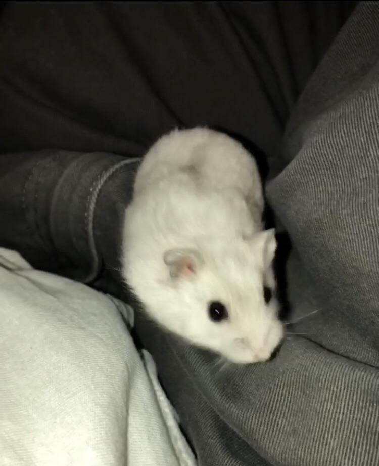 This is my hamster. When I’m rolling I take it out and look at it r/MDMA