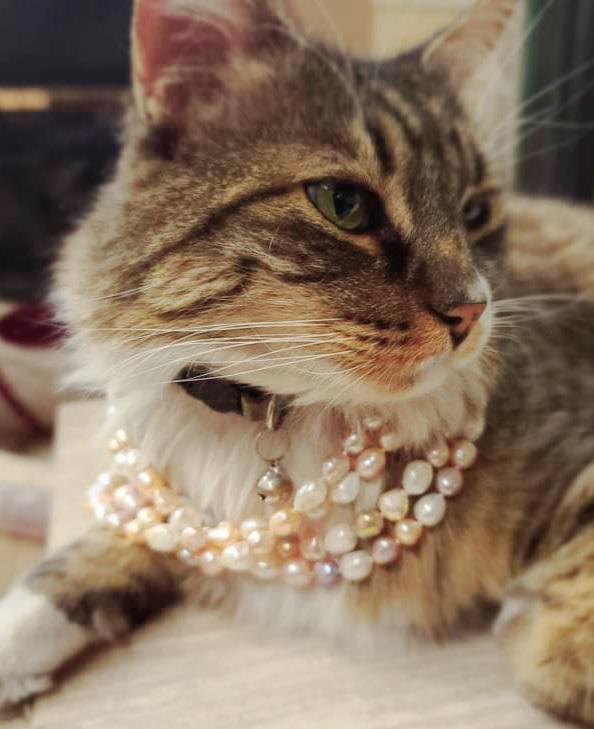 Gave my cat a pearl necklace. r/aww