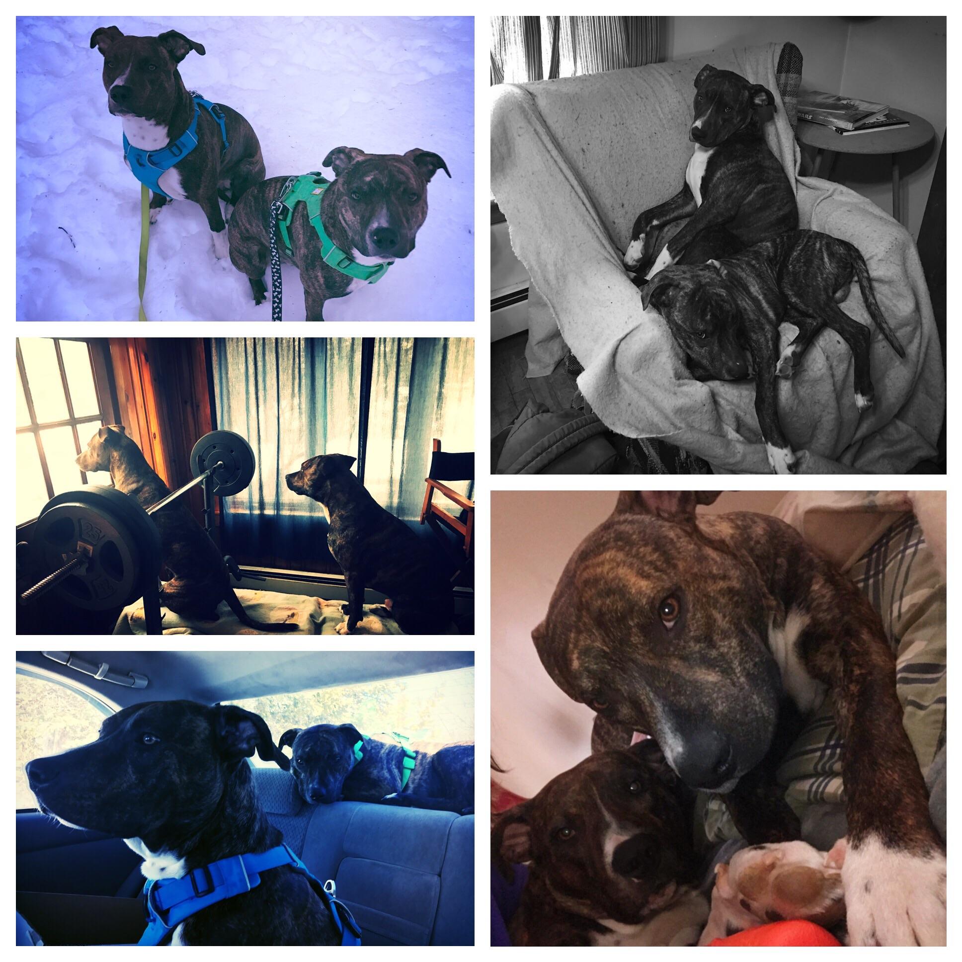 Brindle Brothers r/pitbulls