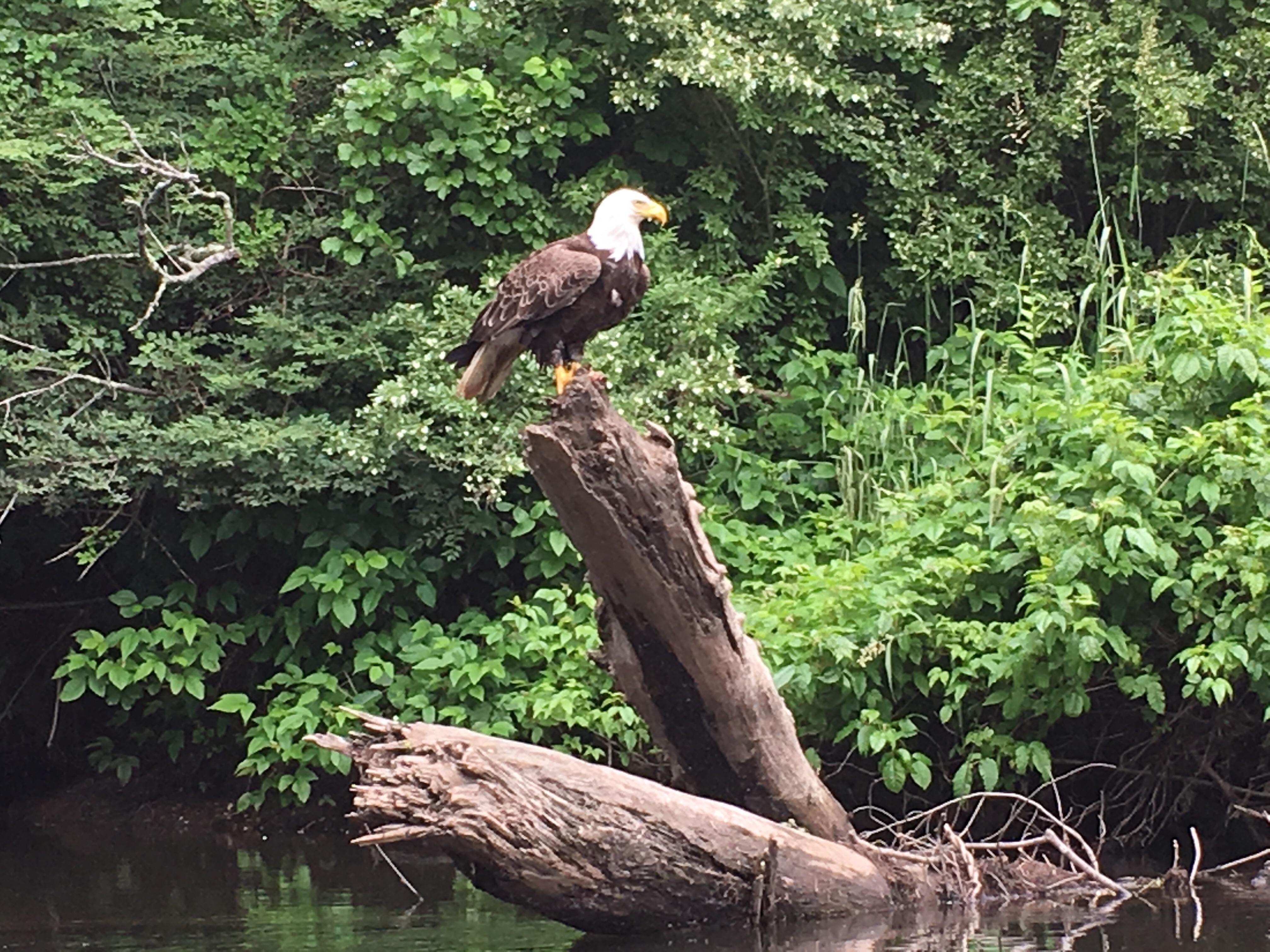 Young bald eagle in Simsbury, CT, on the Farmington river... out kayaking and took the pic with
