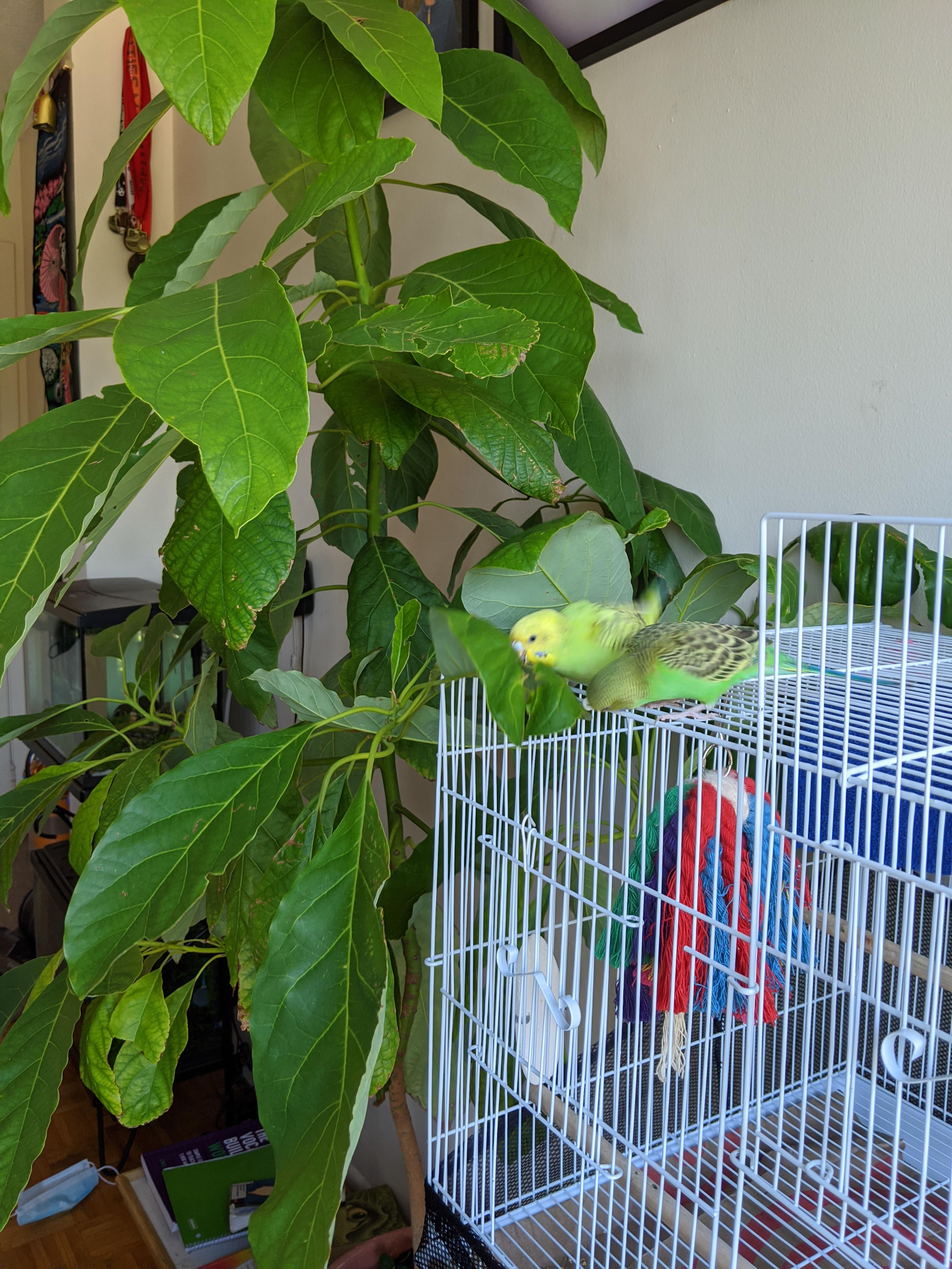Is avocado plant unsafe for parakeets? I have avocado growing indoor