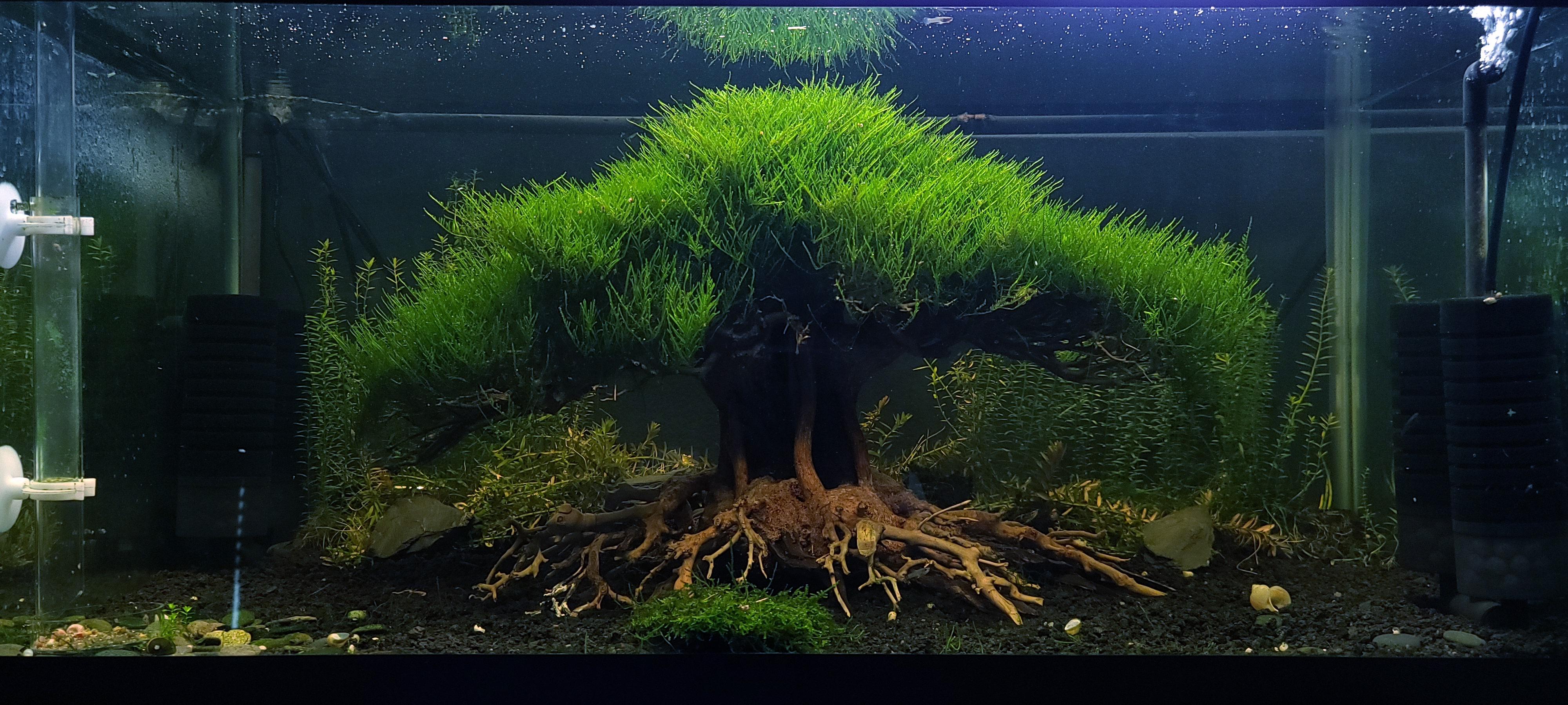 Bonsai Tree 1 Month In r/Aquariums