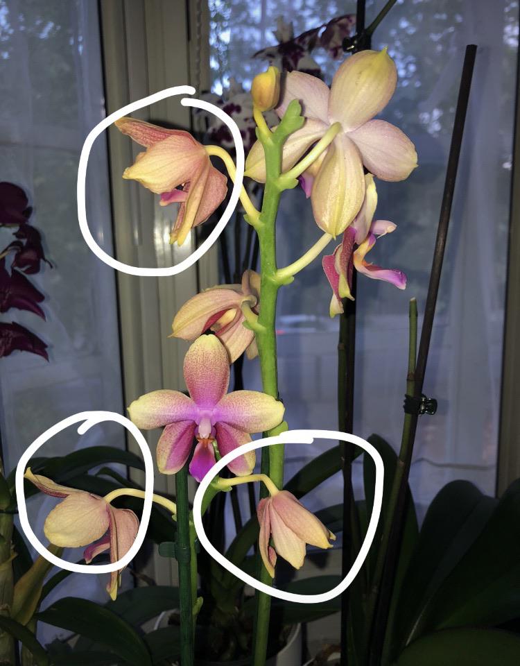 Help please! Why are my Phal. Liodoro flowers wilting all of a sudden