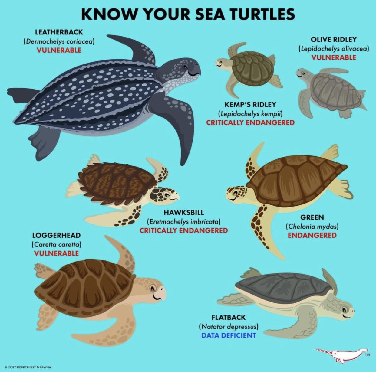[10000印刷√] happy world turtle day 286555Happy world