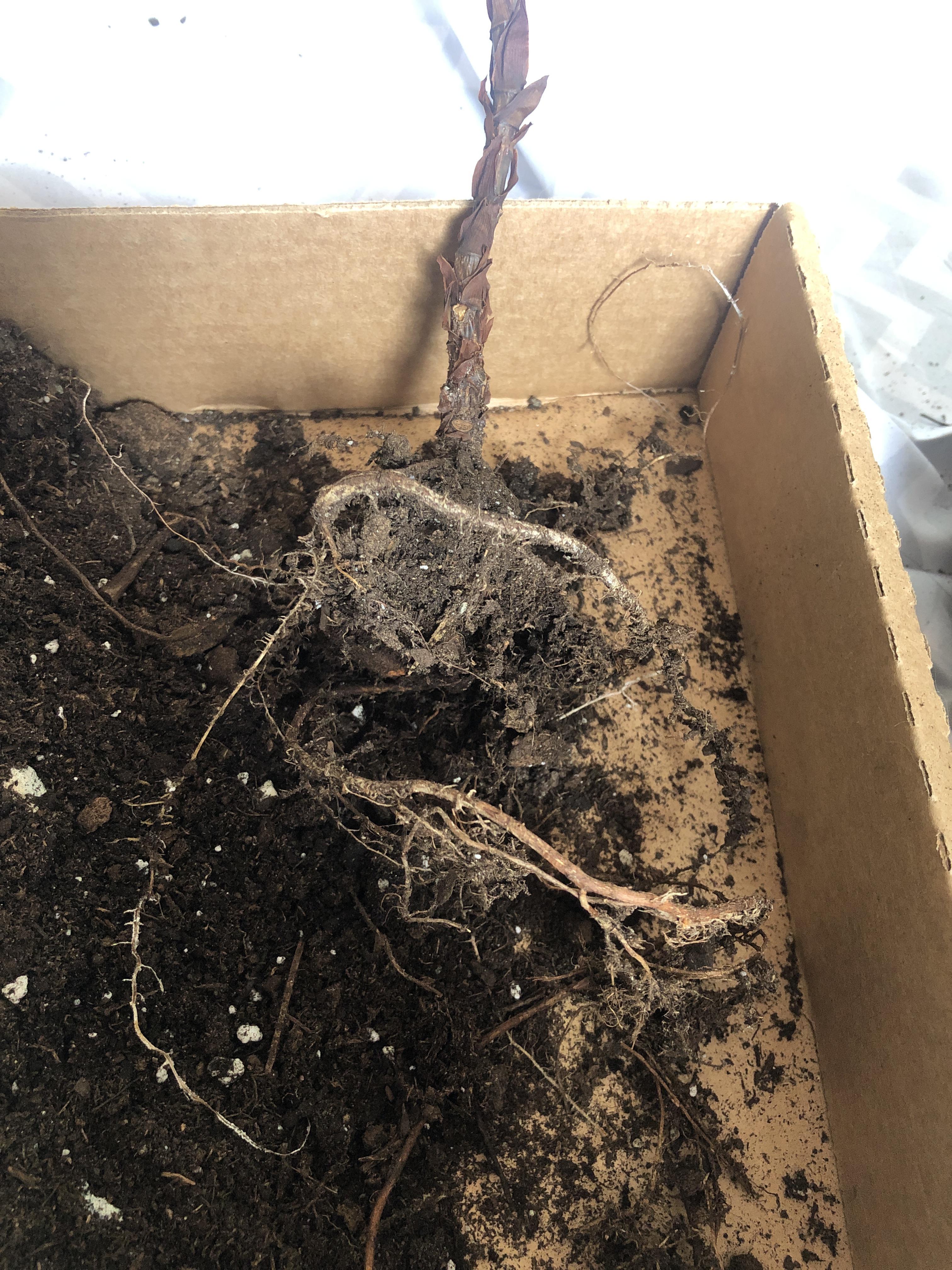 Fiddle leaf tree suddenly lost all its leaves. Is it ok to repot like