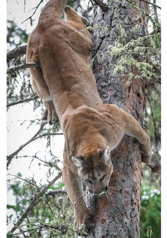 🔥 Mountain lion climbing down a tree 🔥 r/NatureIsFuckingLit