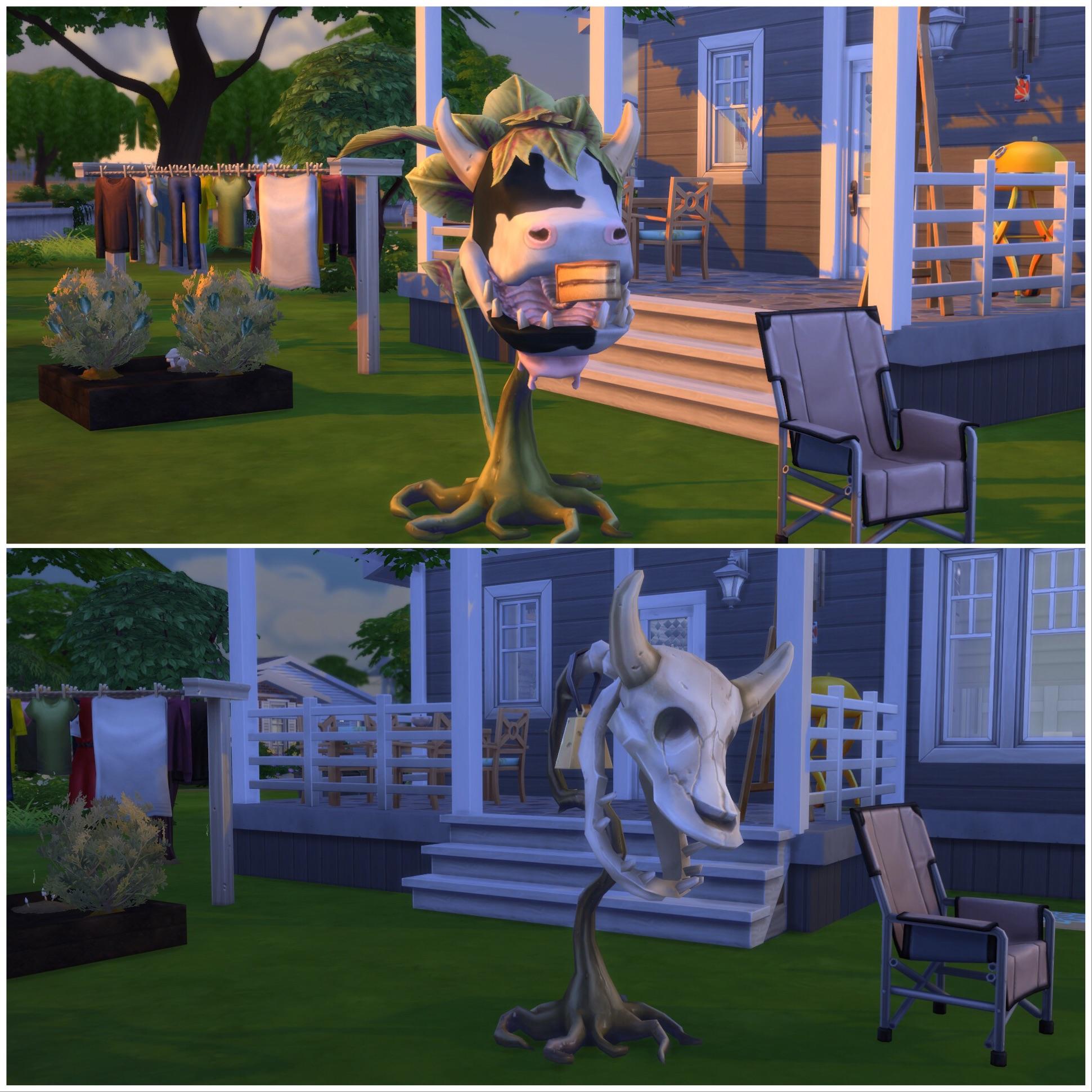Finally having a cow plant; couple of hours of having a cow plant 🤷🏻‍♀️