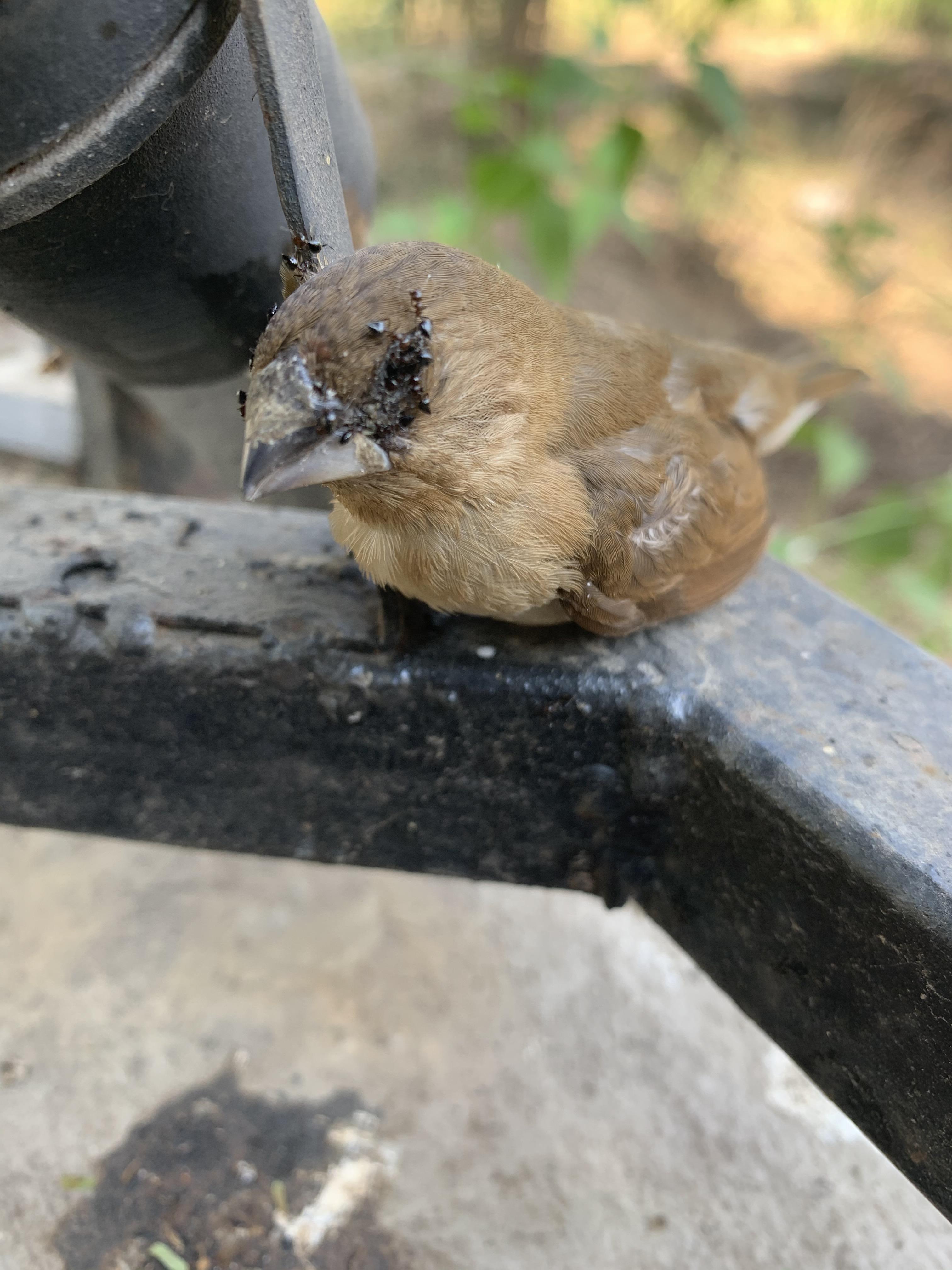 Ants feasting on the eyes of a dead bird. r/natureismetal