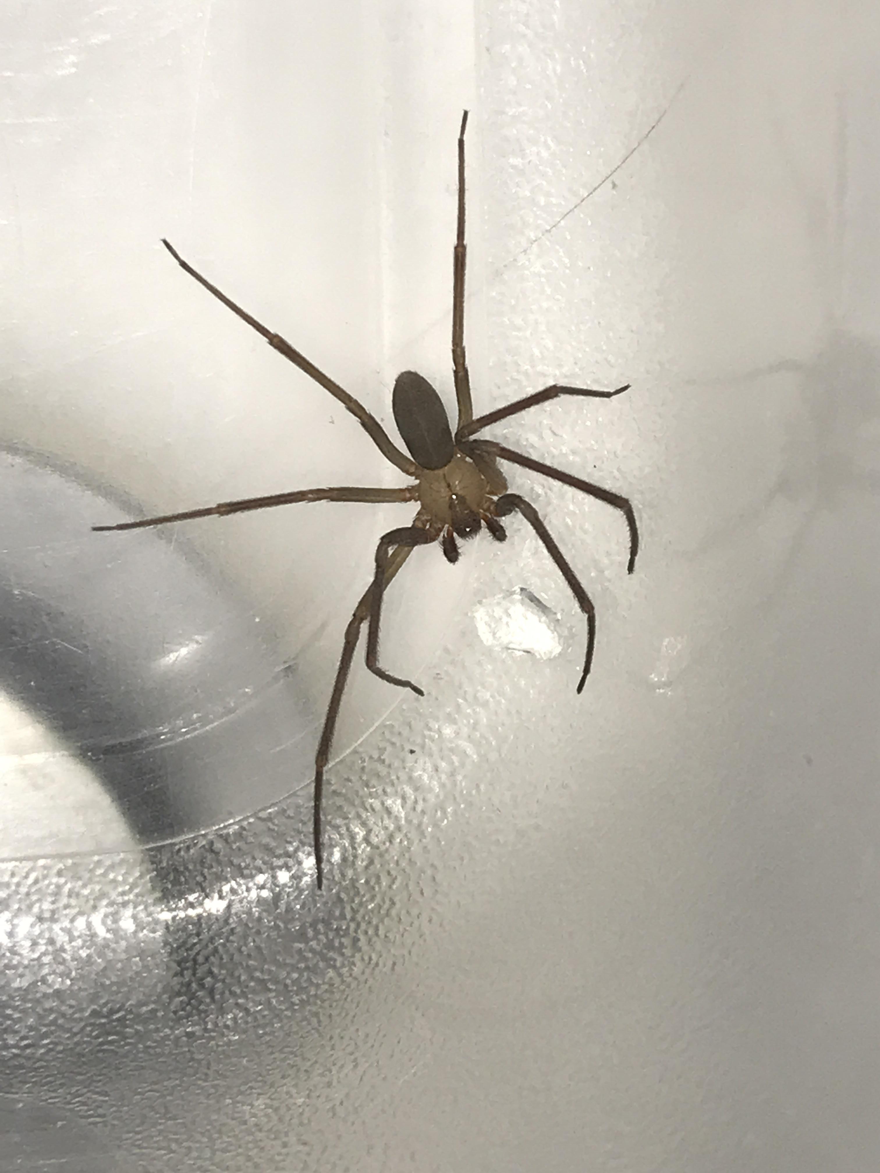 Are There Brown Recluse Spiders In Ohio