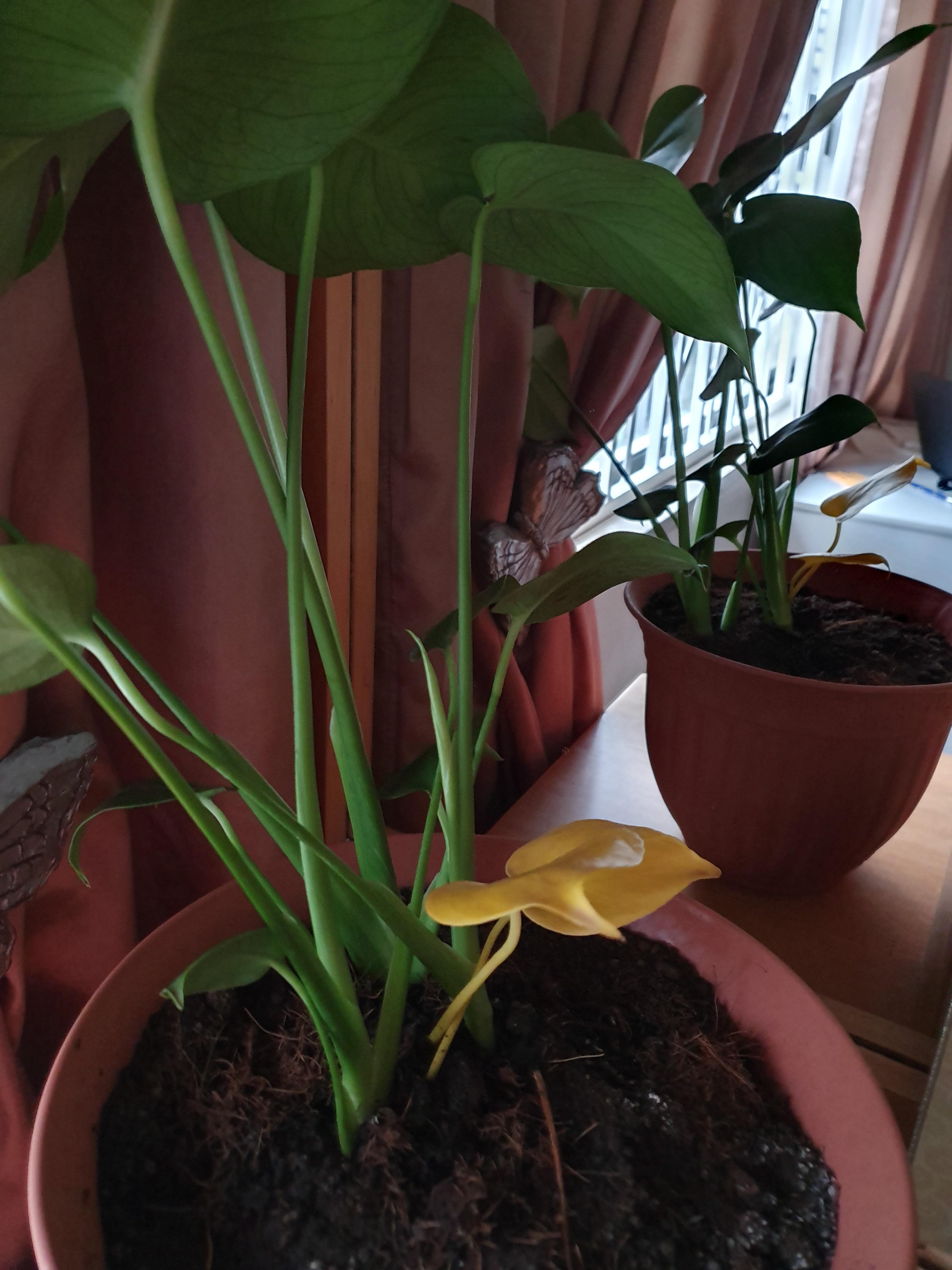 Why does my new Monstera have yellow leaves r/Monstera