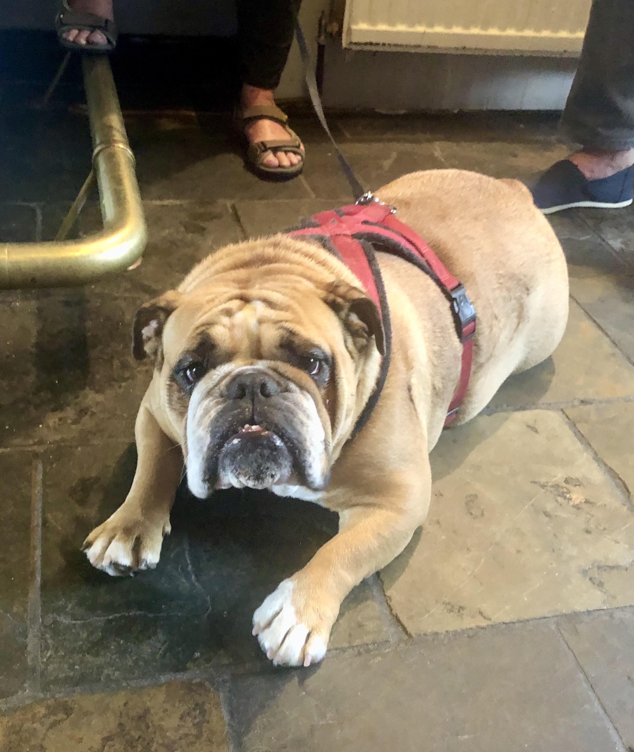 The very friendly bulldog who comes in the local pub all the time. Her