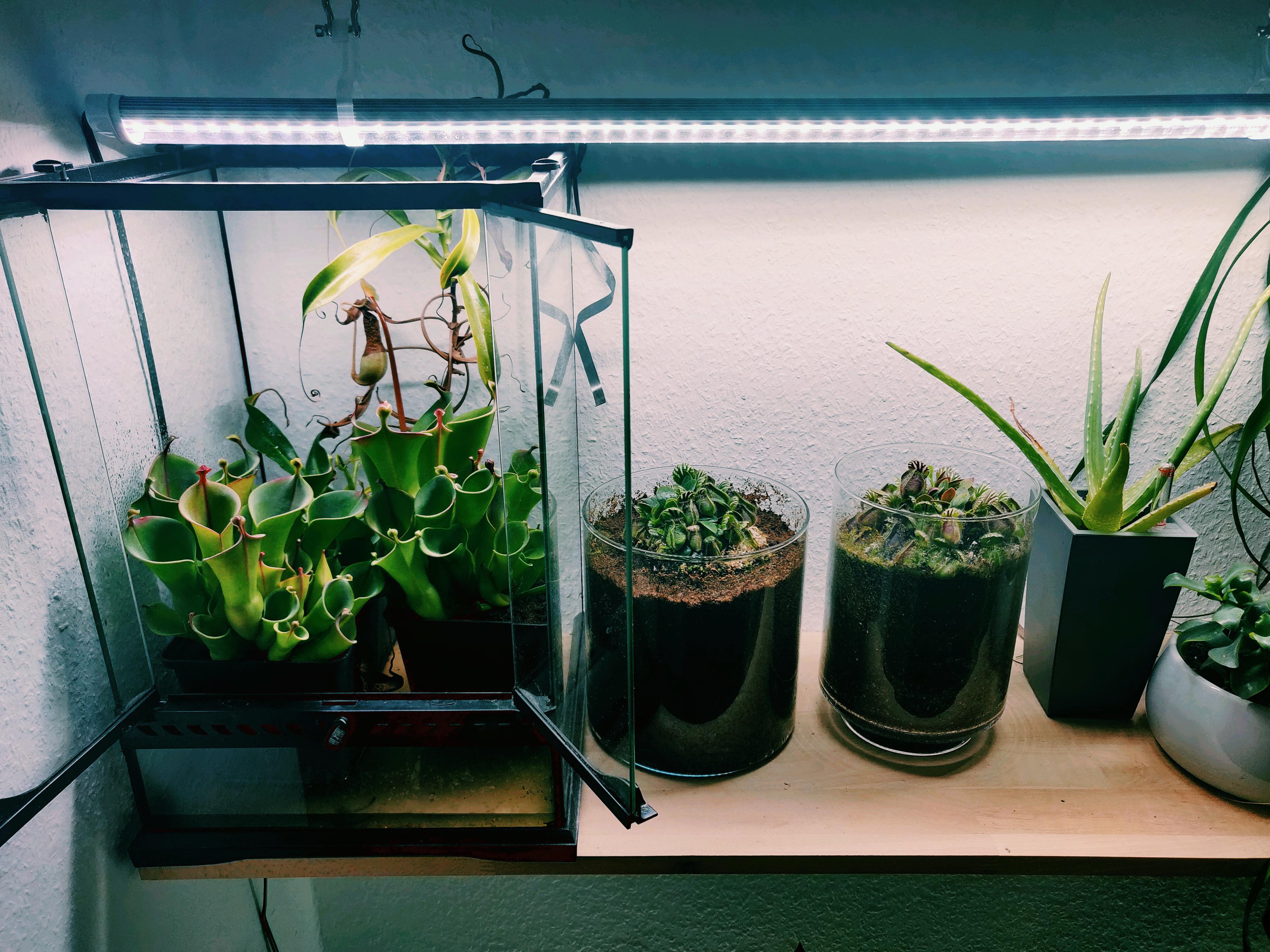 My indoor plants. r/SavageGarden