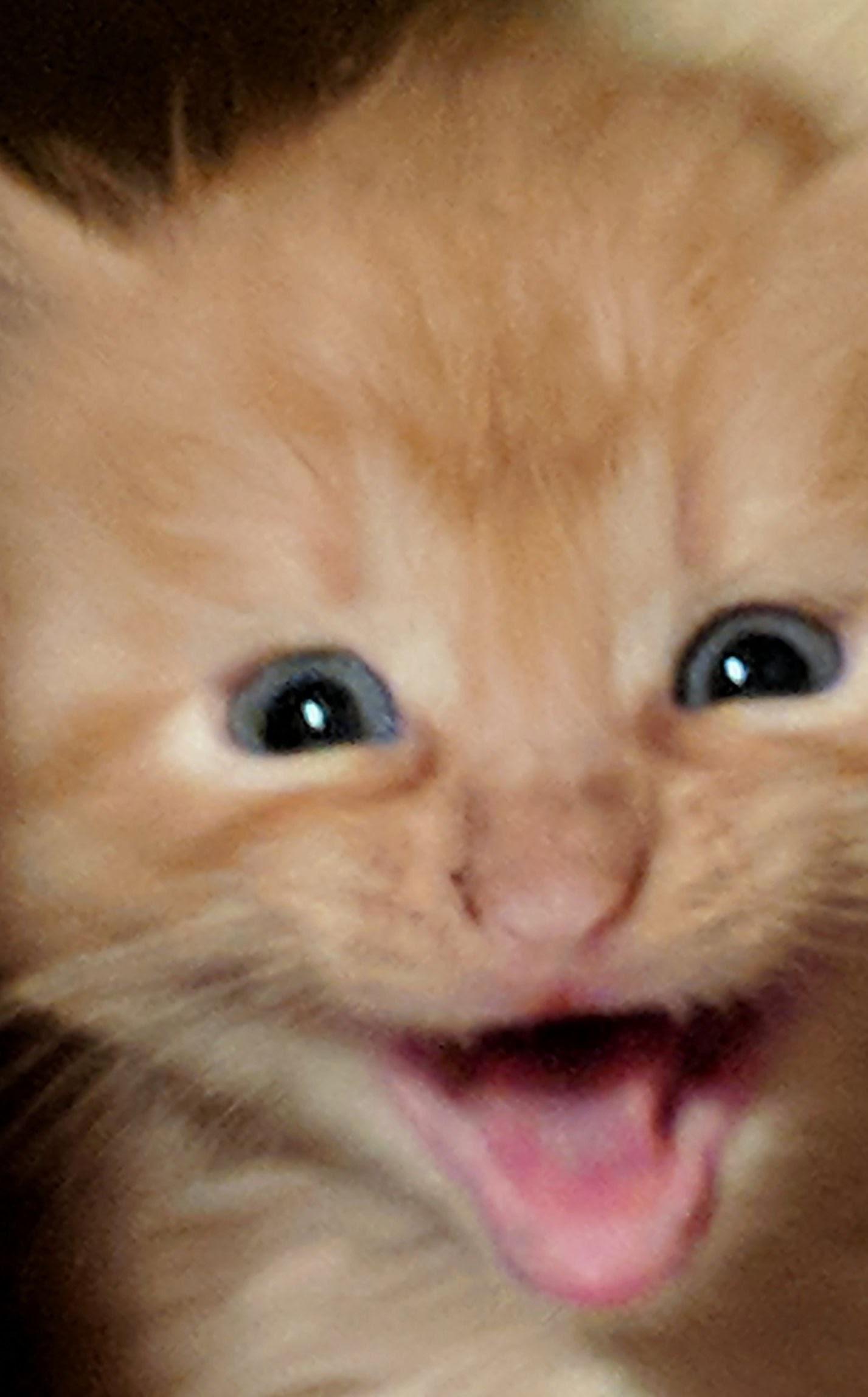 i love the zoomed in look on my kitten faces when they meow r/aww