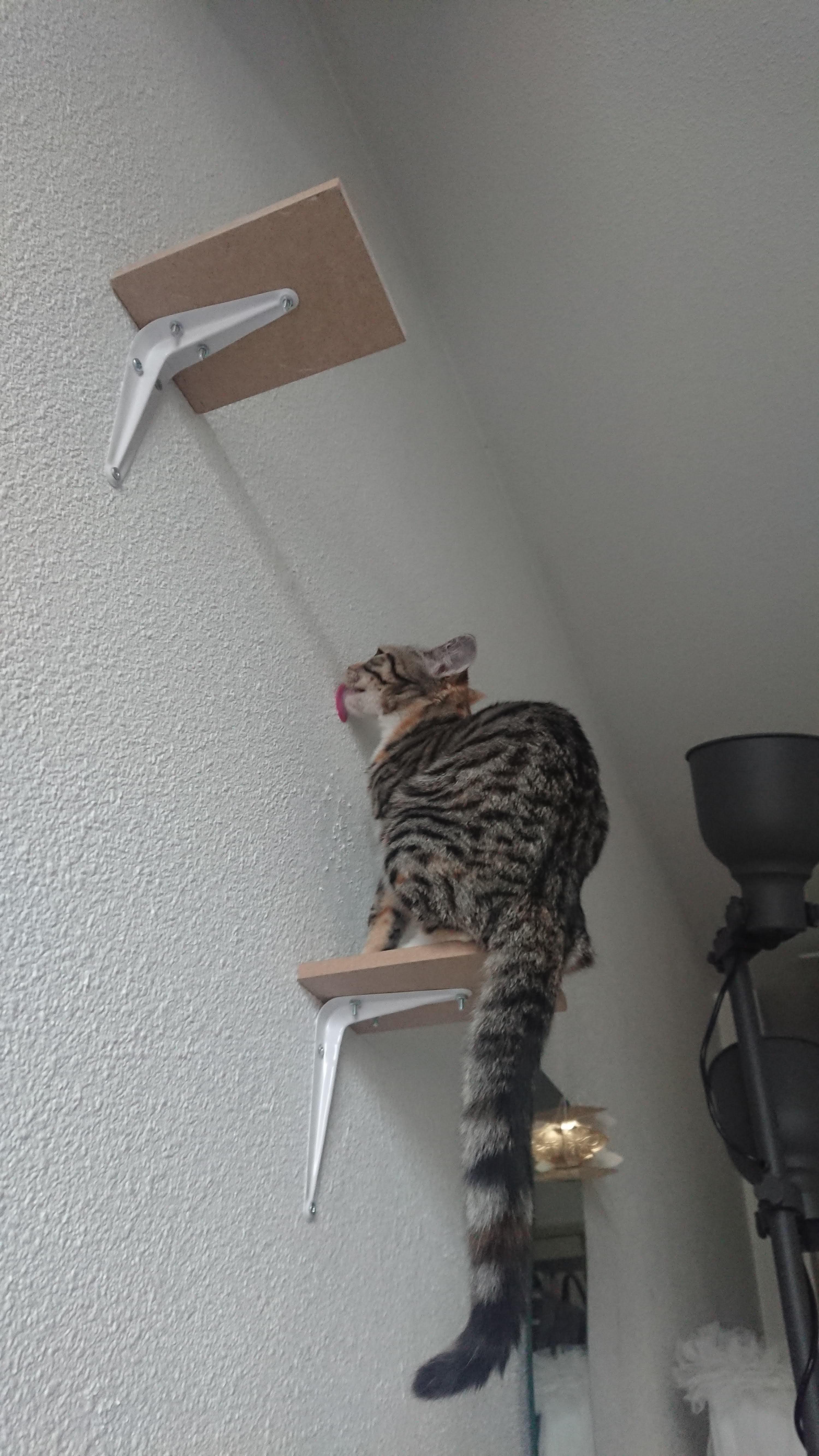 Ulthar has started to lick the walls, no idea why