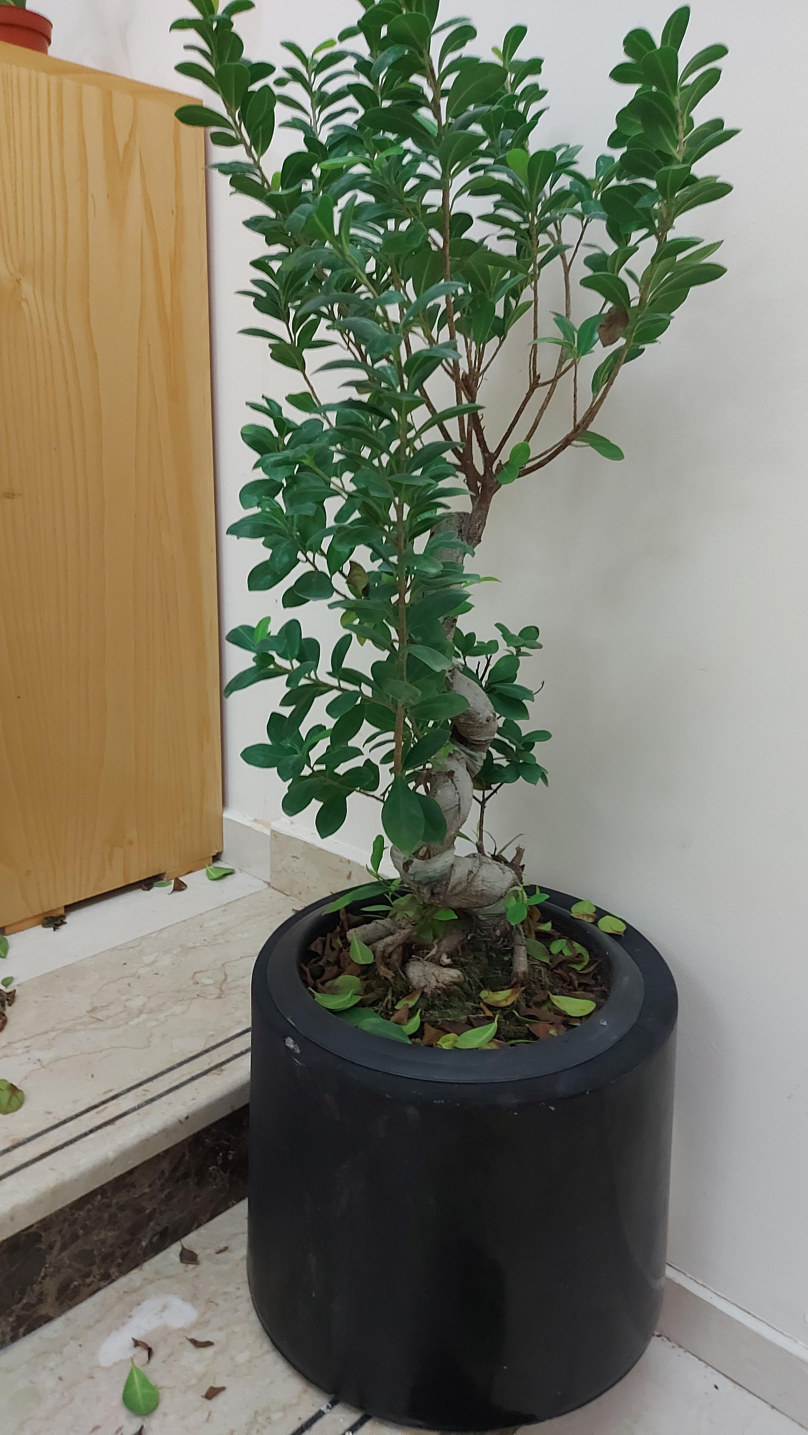 My literally NEW bonsai tree is tryna throw its leaves everywhere! I'm