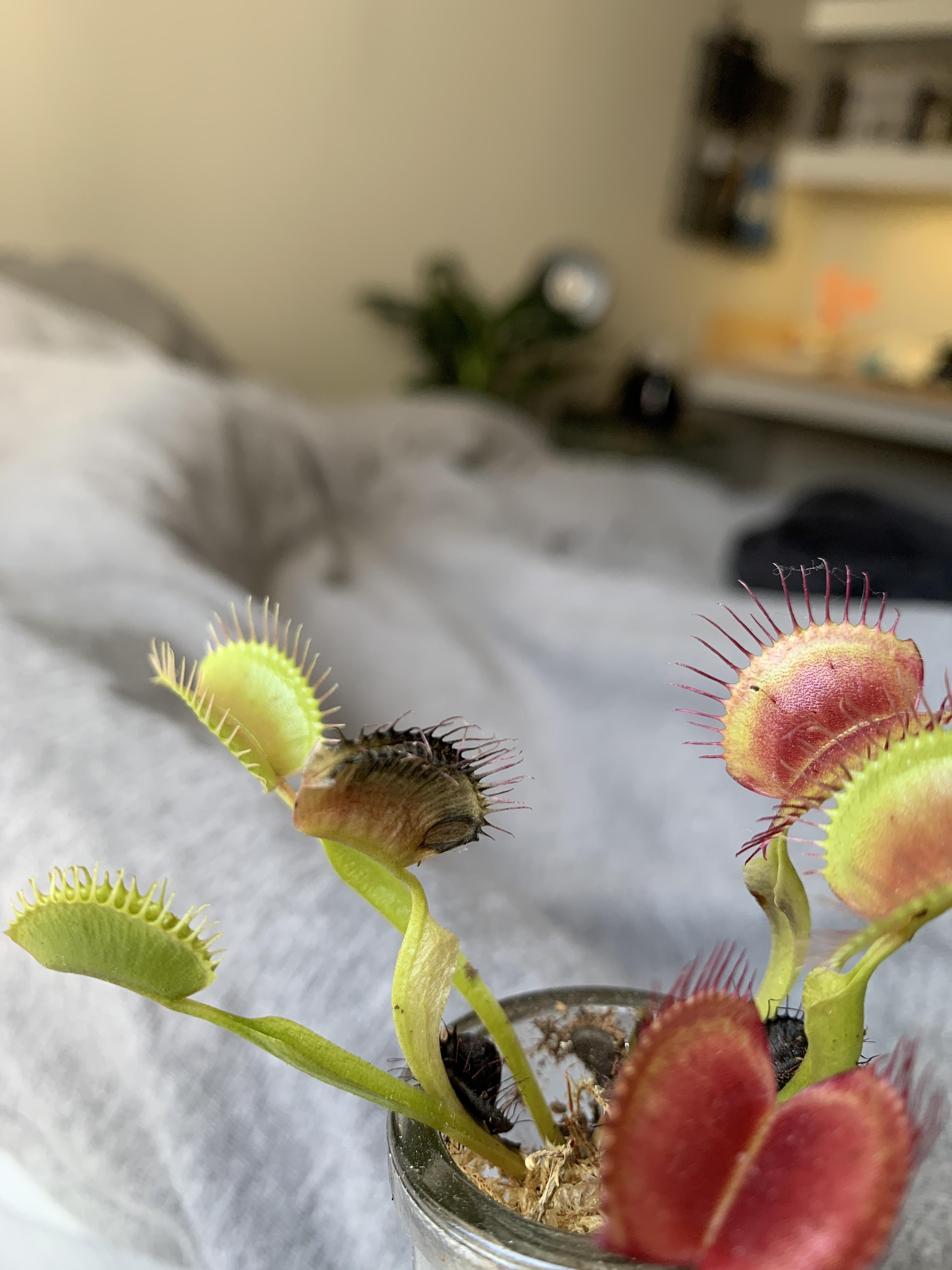 Venus fly trap turning black, I’m a new Venus fly trap owner and I fed