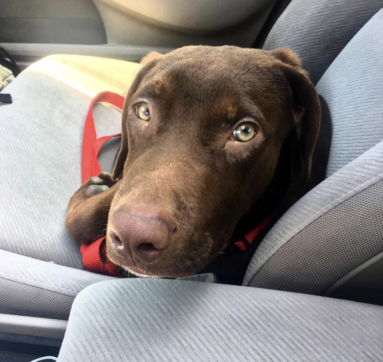 Max will only sit in the passenger seat dogpictures