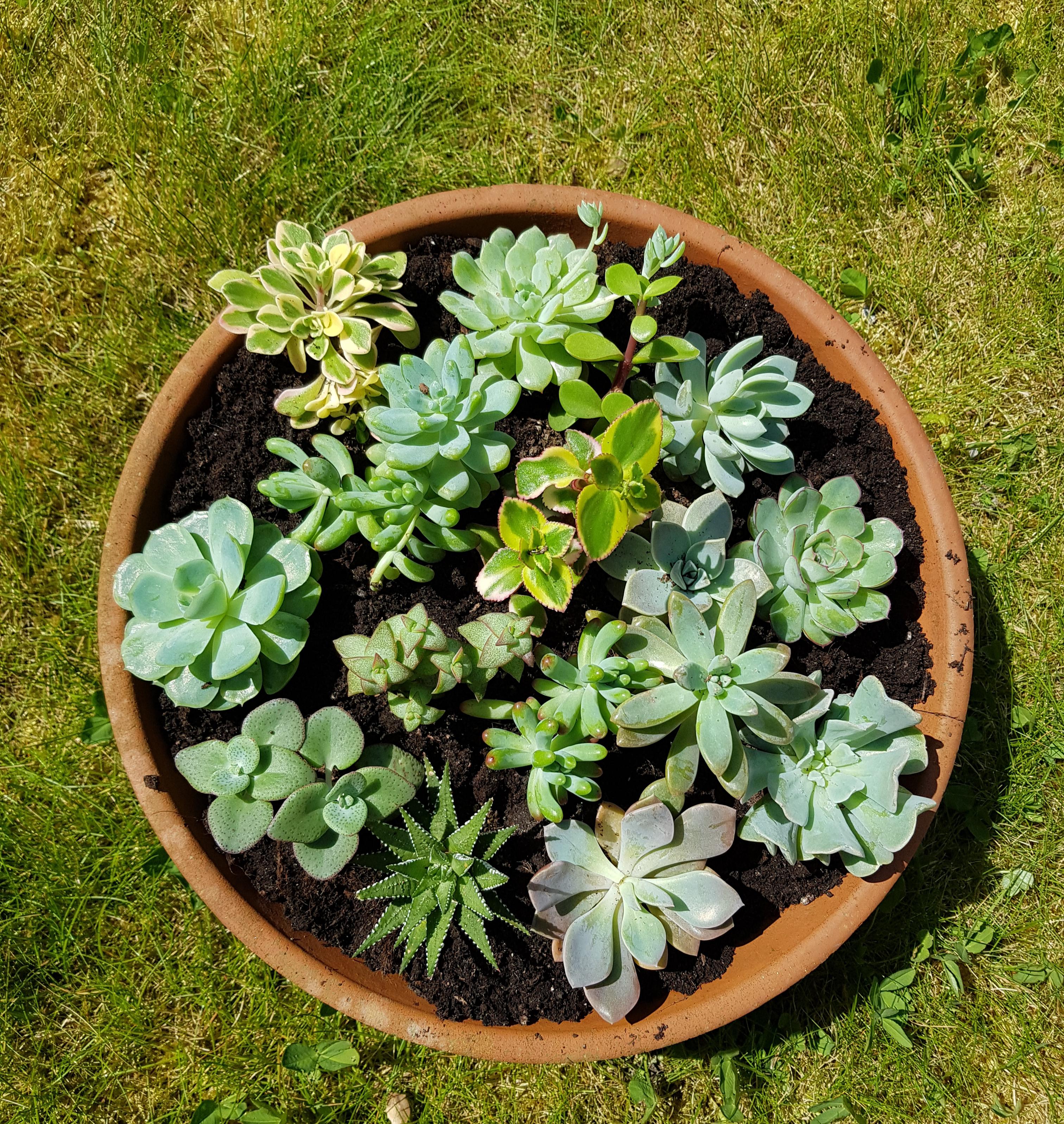 I put all of our new succulents together. Now grow! r/succulents