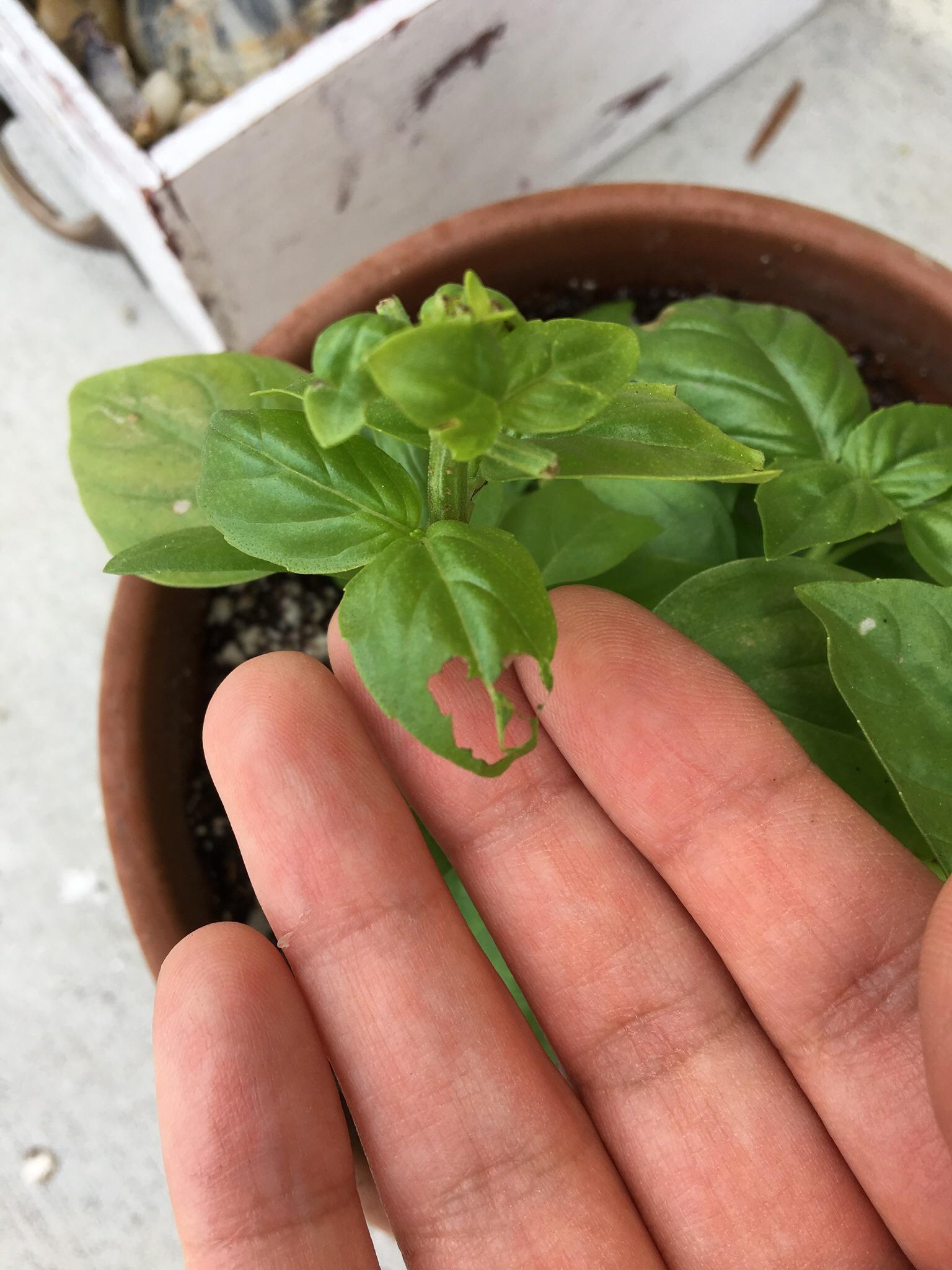 Does anybody know why this is happening to my basil? Also happening to