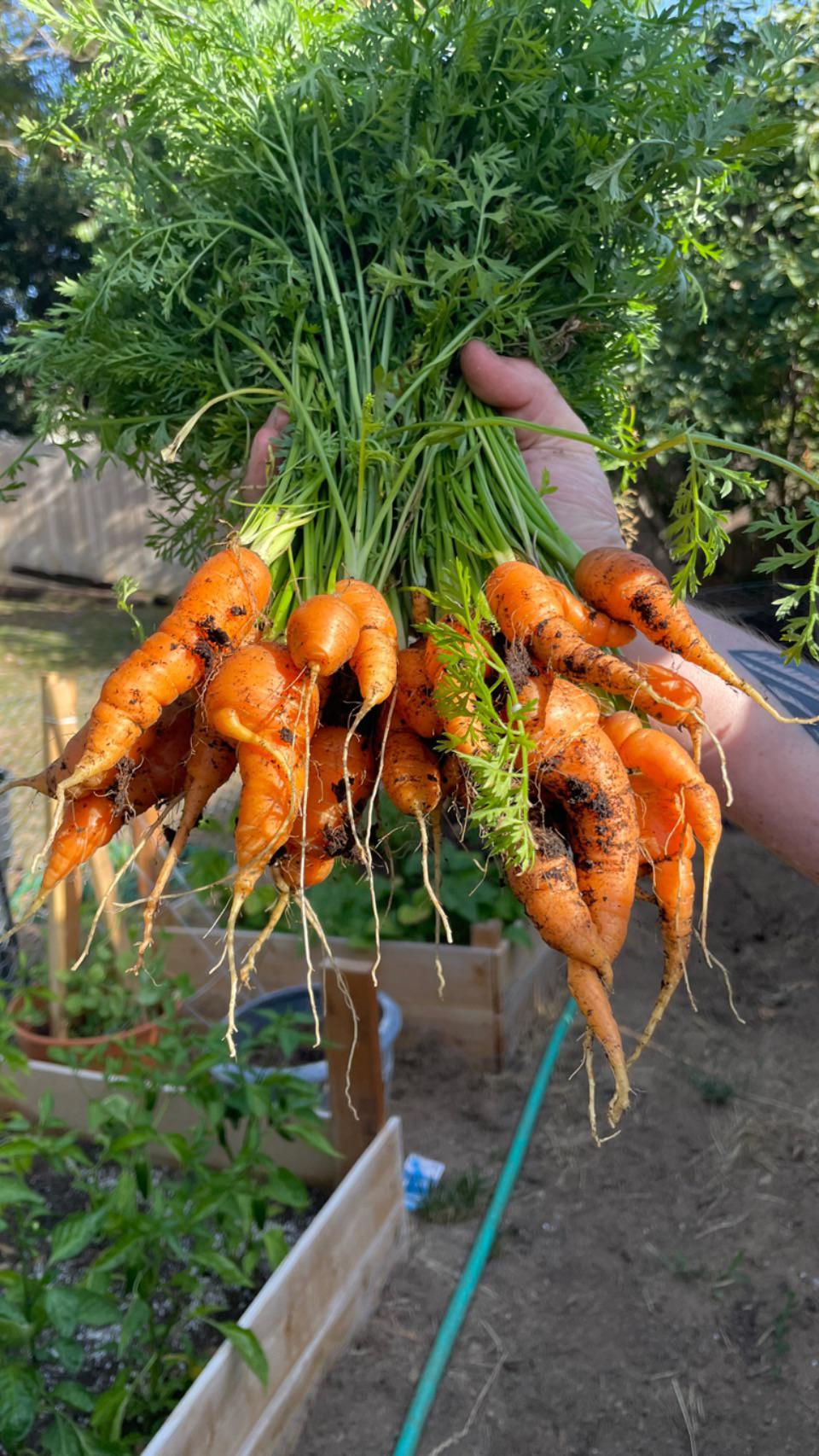 It’s my first time growing carrots. I’m beyond excited and happy seeing