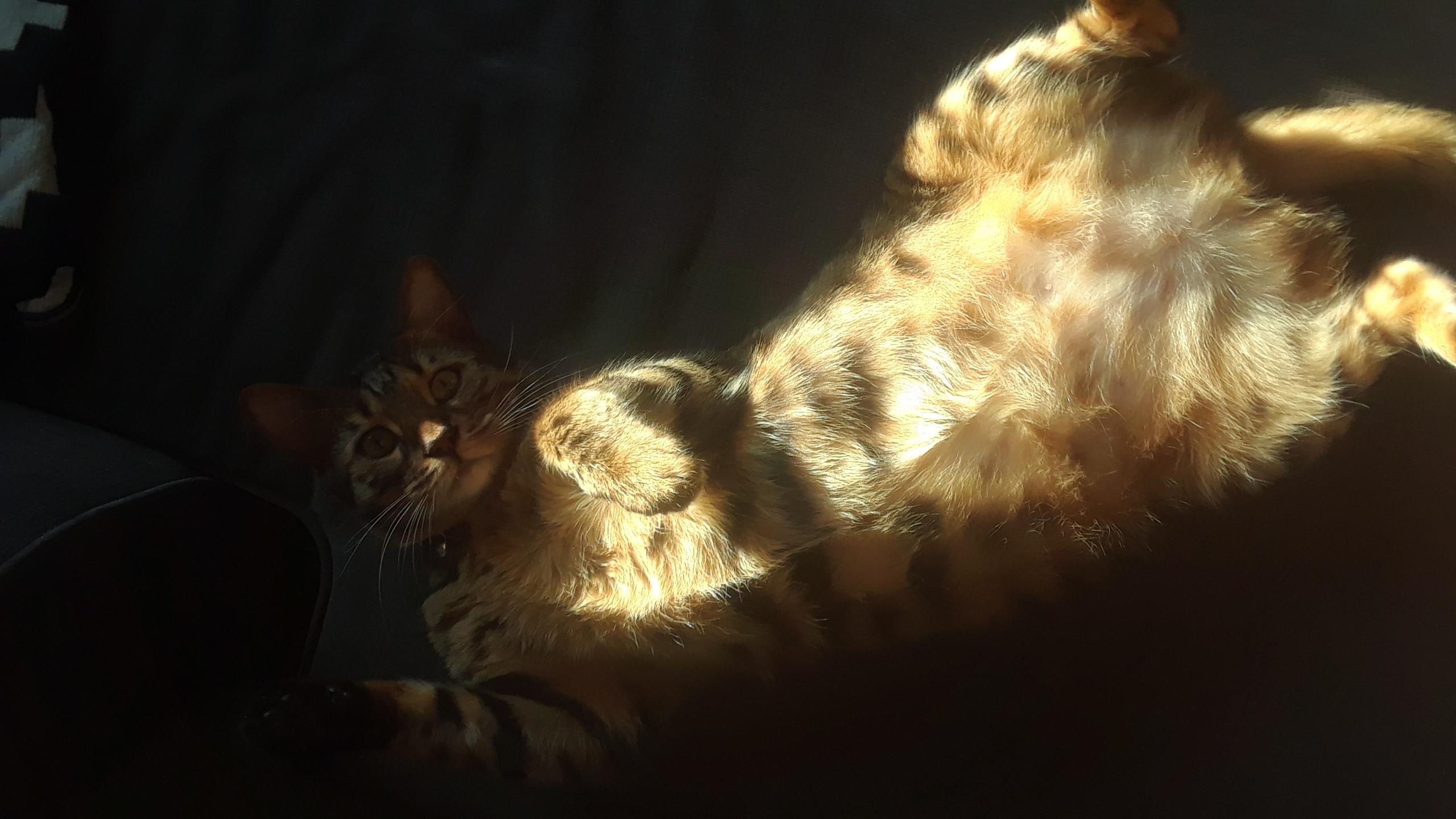 My weird cat sleeps on his back r/pics