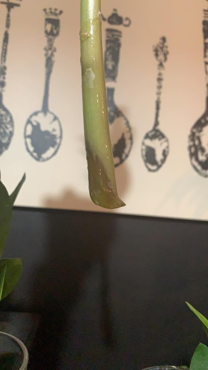 So I had a zz plant that had root rot but the stems were still