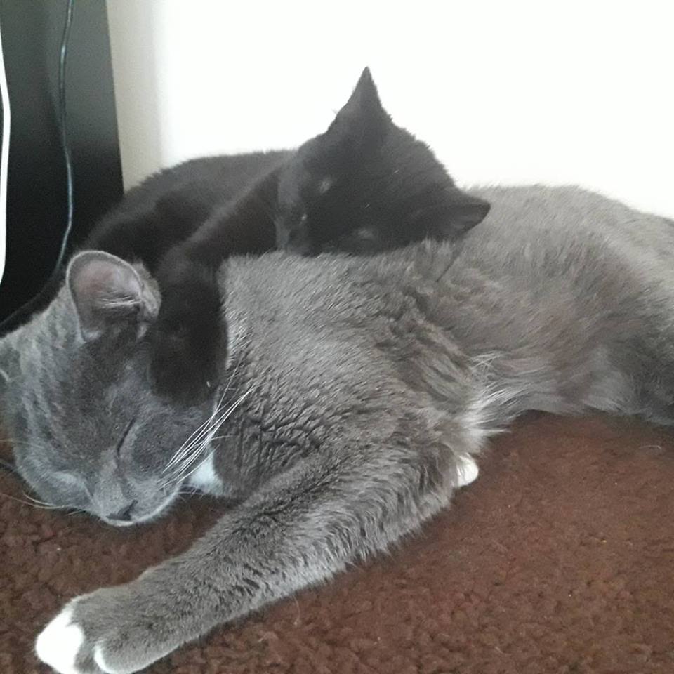 My two kittens get along very well together even if they are from