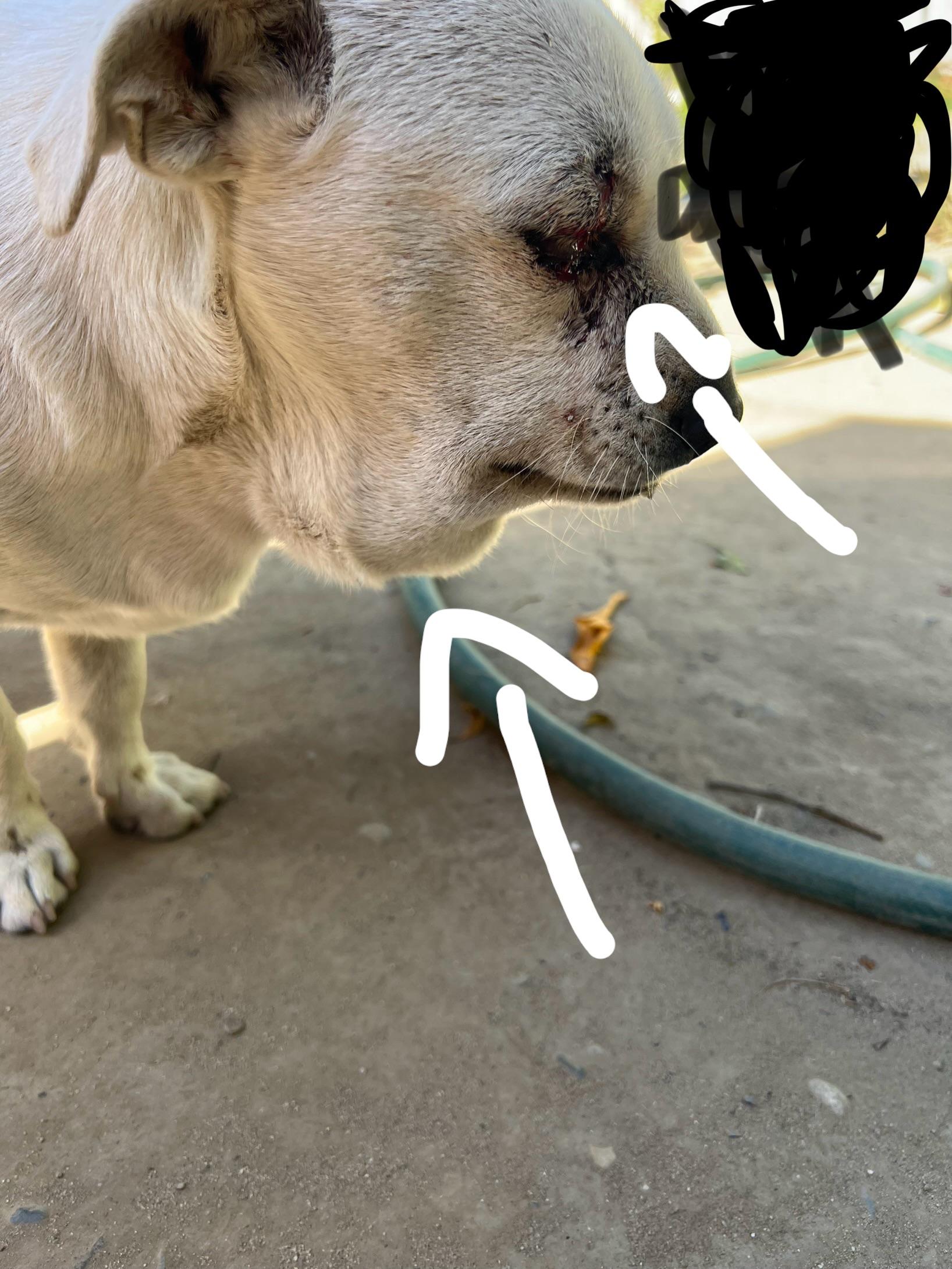 hurt dog r/DogAdvice