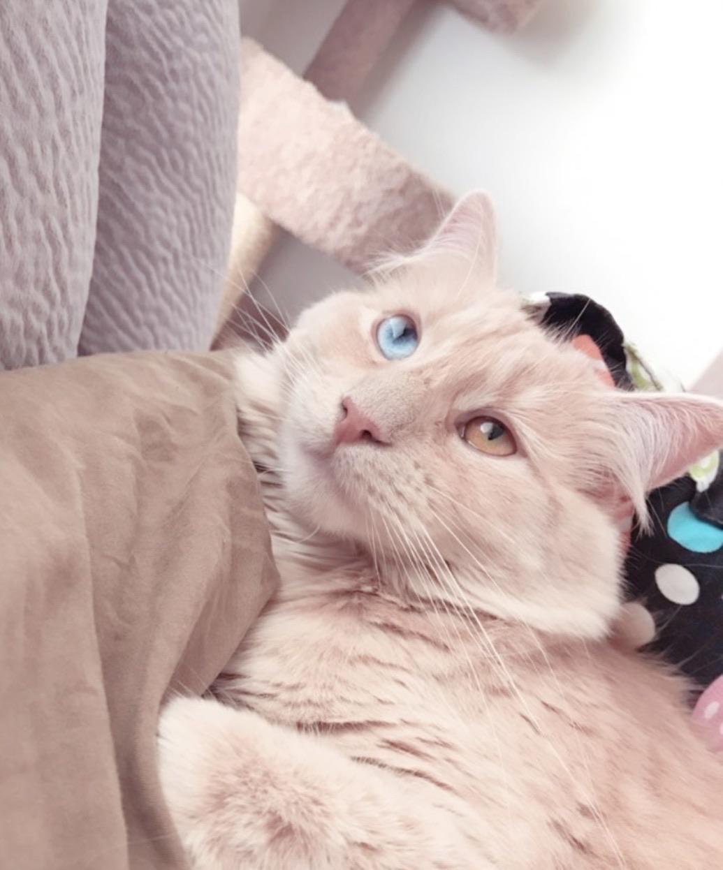 Baby box cat just had her first birthday. r/aww