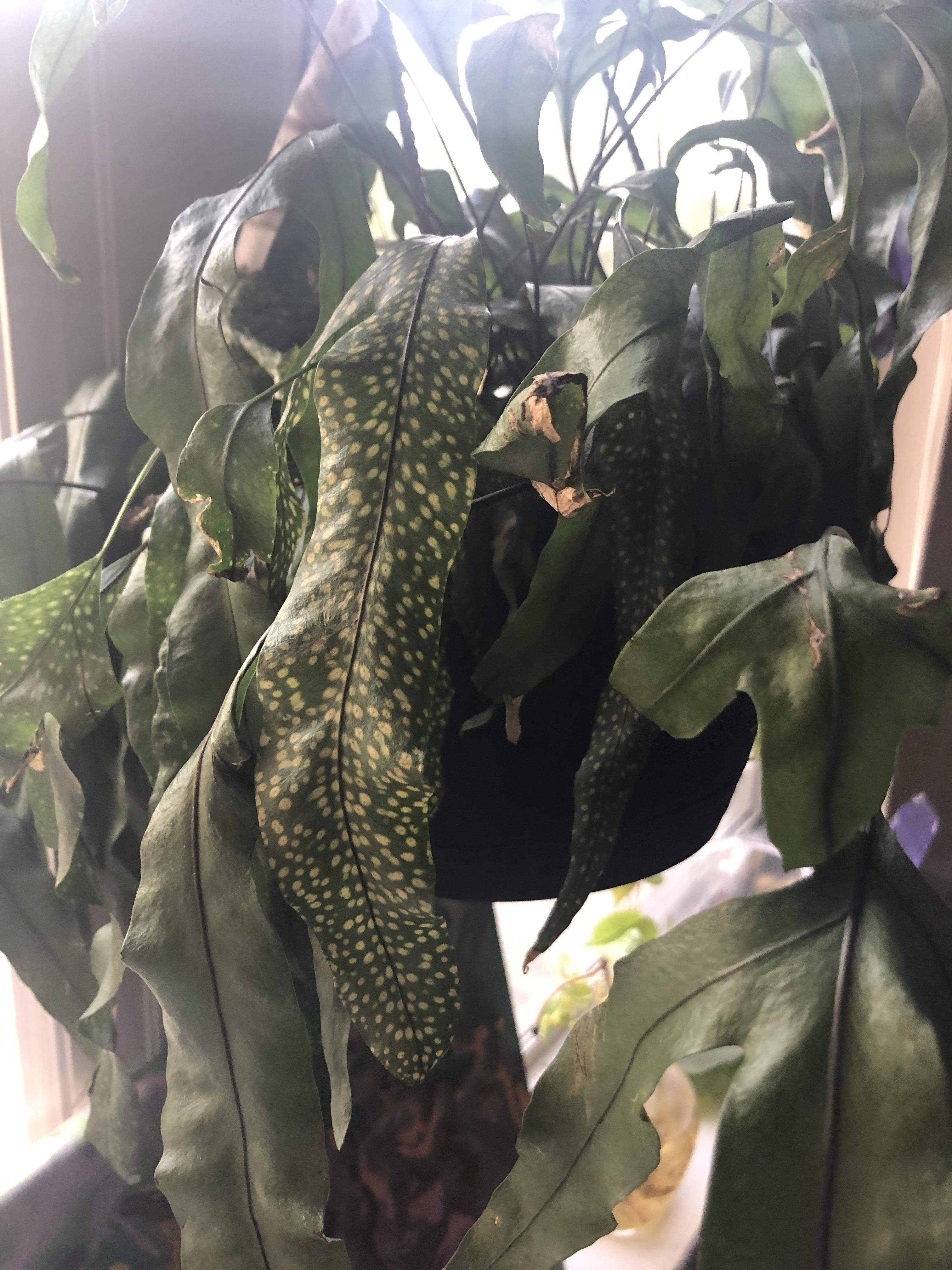 Anybody know what’s wrong with my Kangaroo plant? r/plants