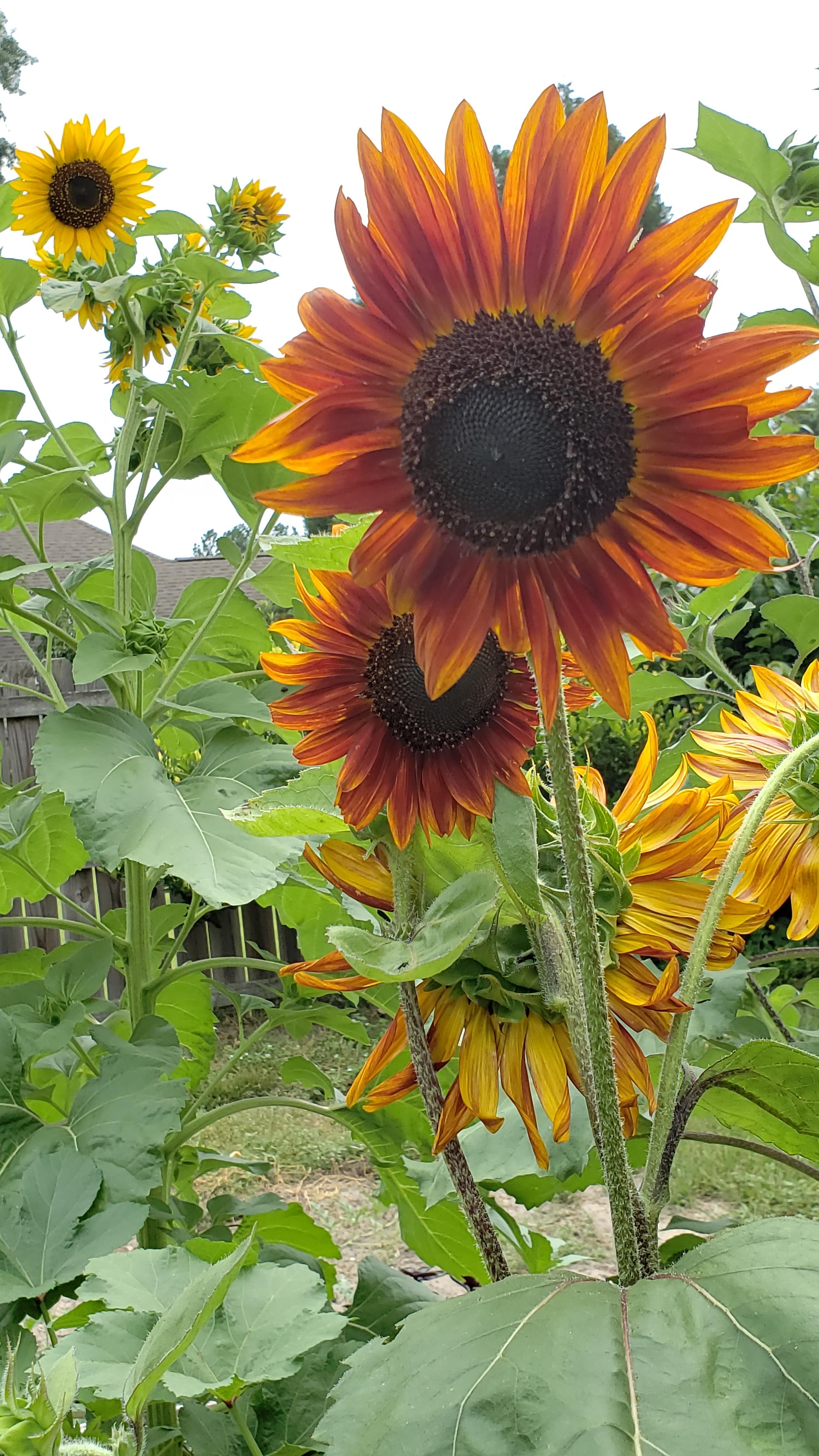 I can never get tired of sunflowers... r/gardening