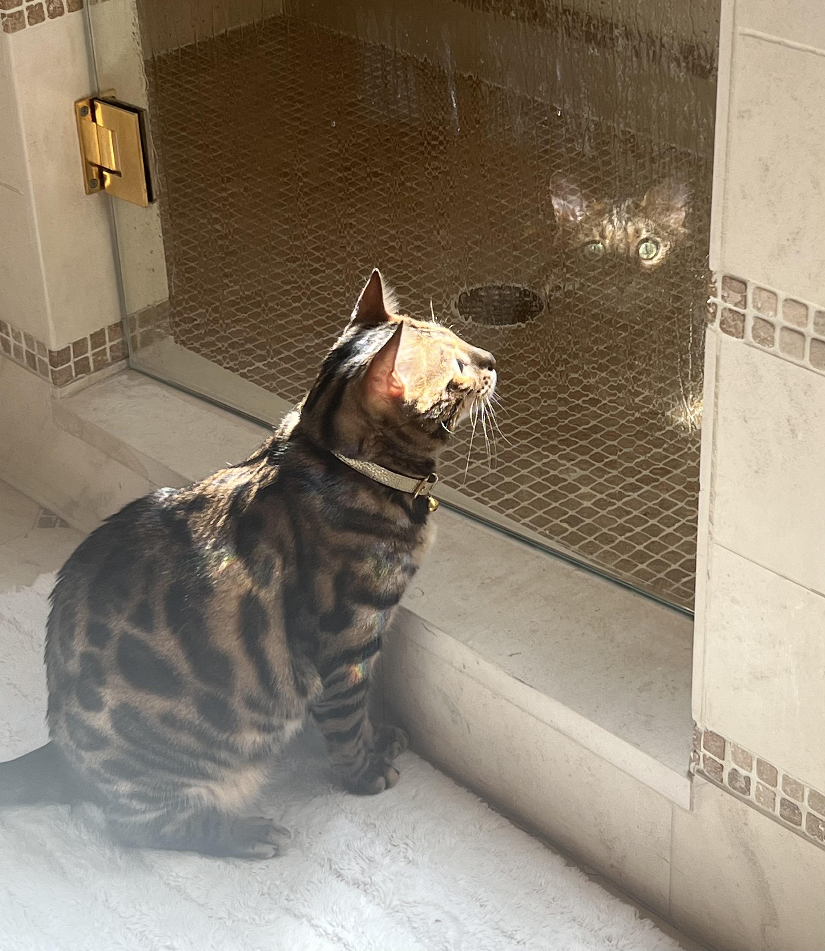 Zeppelin always watches me via the shower door bengalcats