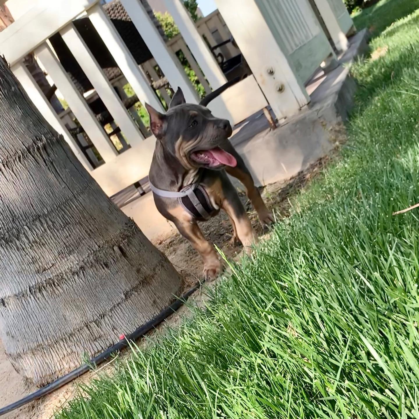 6 month old Pocket Bully AmericanBully
