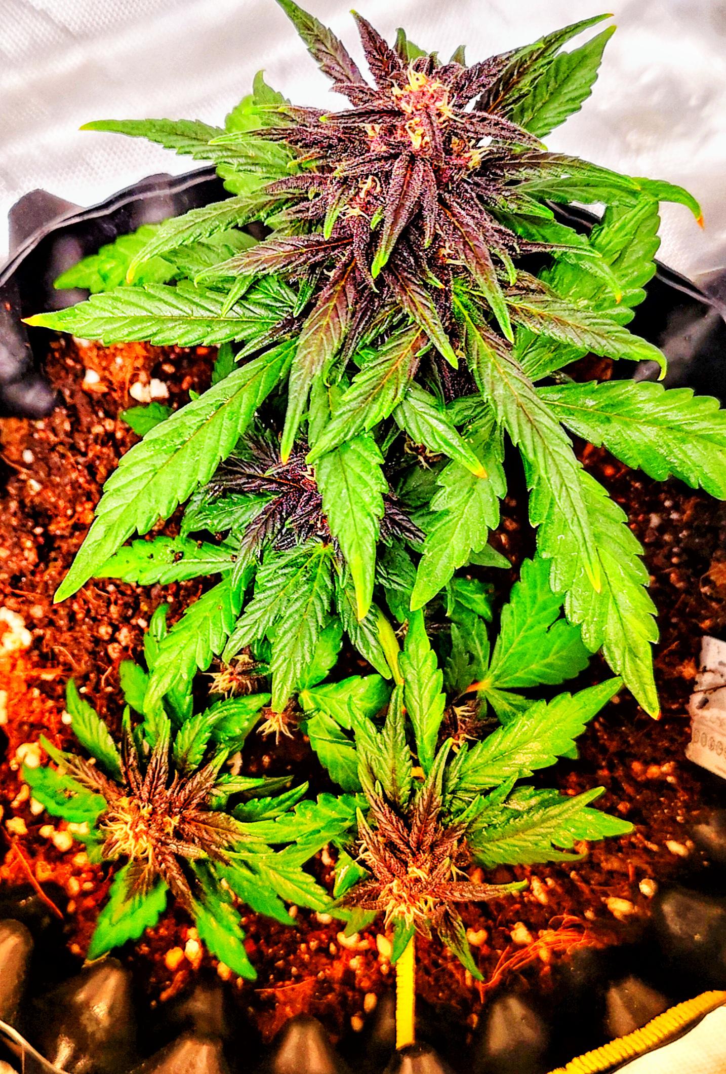 Blackberry Kush... I could watch her flower forever... r/Autoflowers