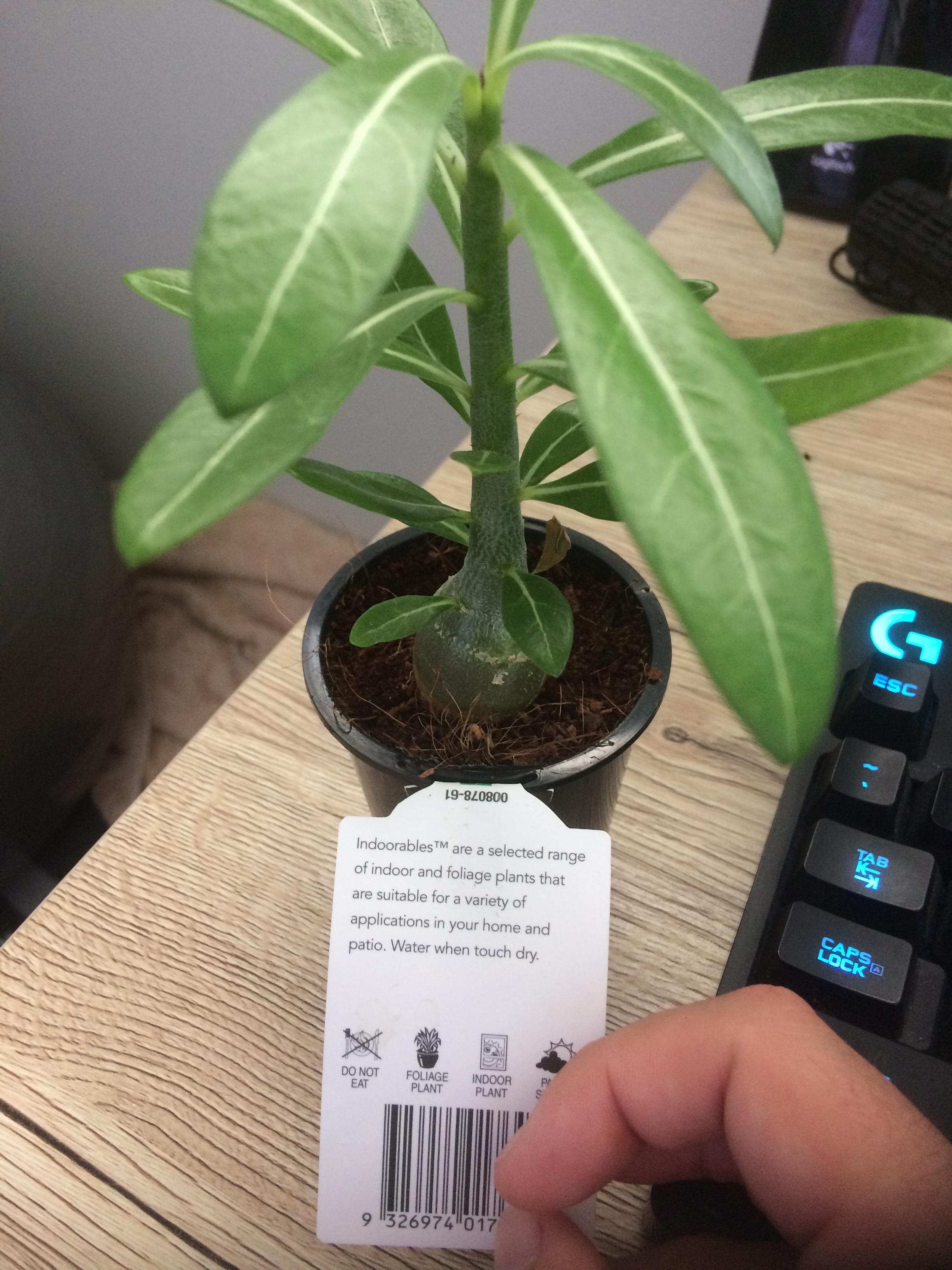 What is this plant? Purchased in Australia. r/whatsthisplant