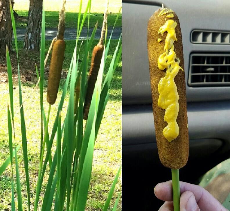 Found some wild corn dogs in their natural habitat today, they must not