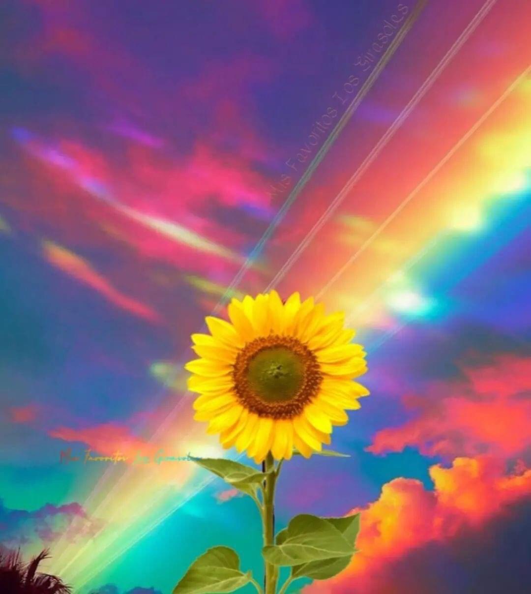 Sunflowers and rainbows, great love 🌻🌈 r/sunflowers
