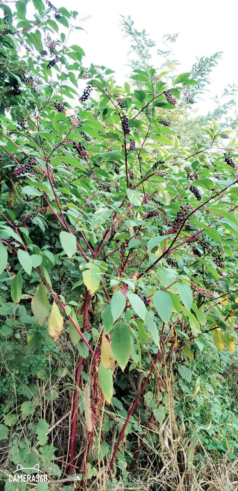 What is this plant? The red stalk with the berries. Is it