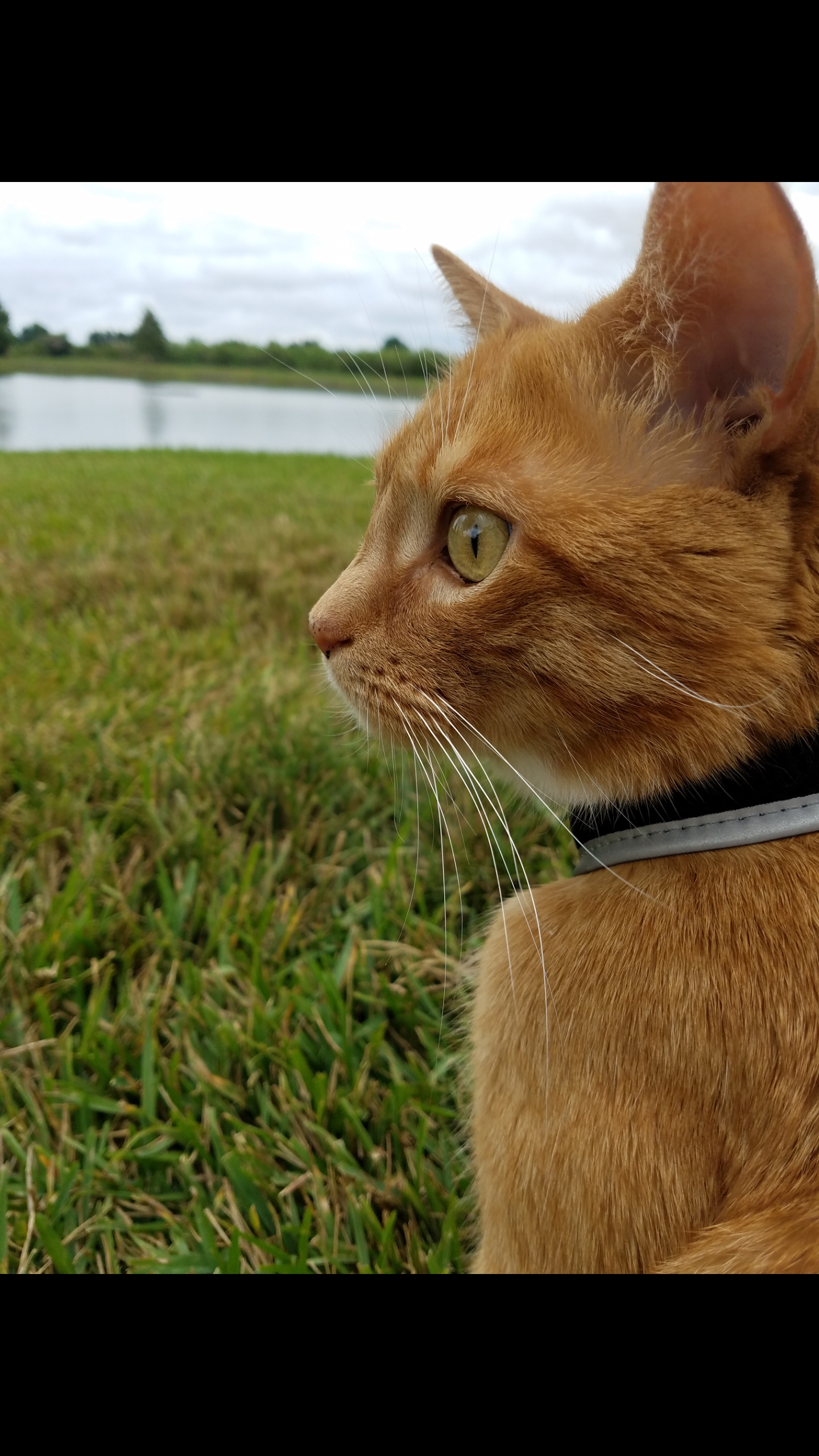 My cat gets anxious when he's outside, but I think he enjoyed it today