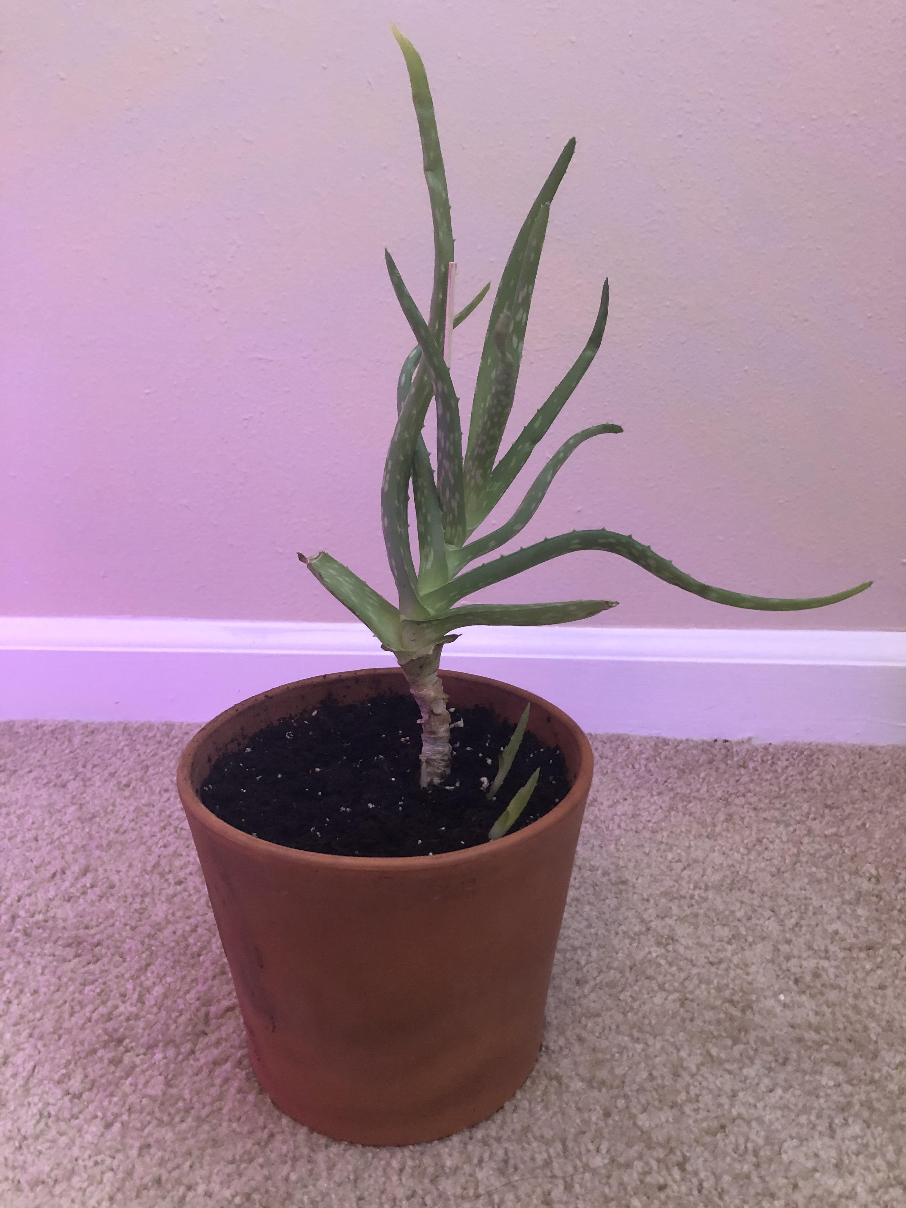 Can I cut the bare stem off of my aloe and plant it again? It’s wobbly
