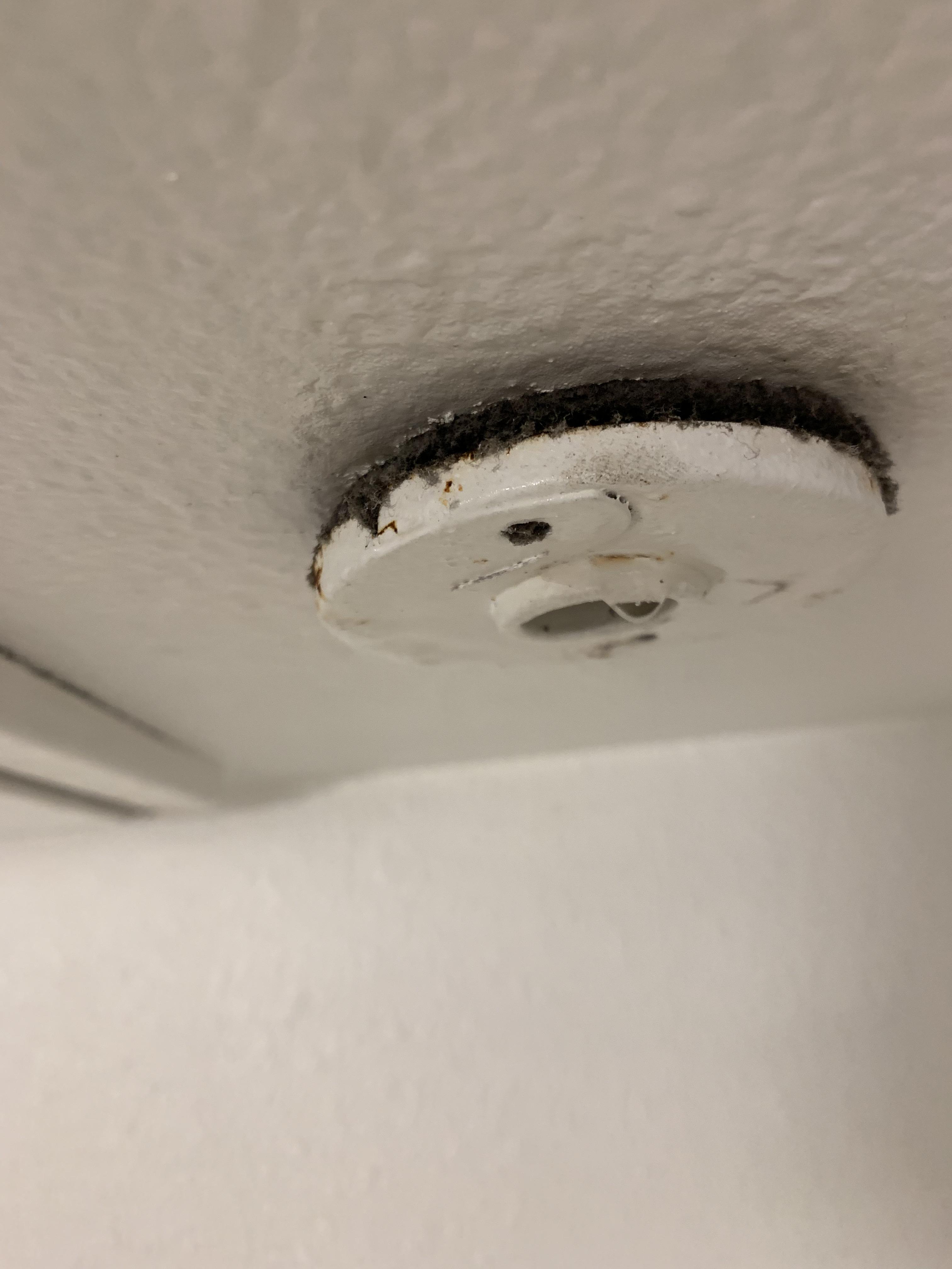 Is this mold? Found on the ceiling of my shower in my apartment, this