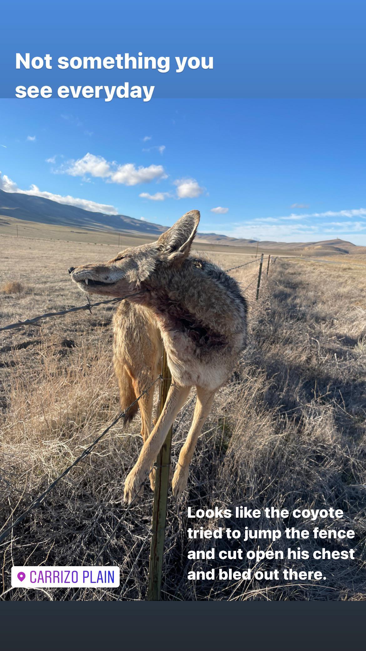 Has anyone ever seen this? Coyote tried to jump barbed wire fence, didn