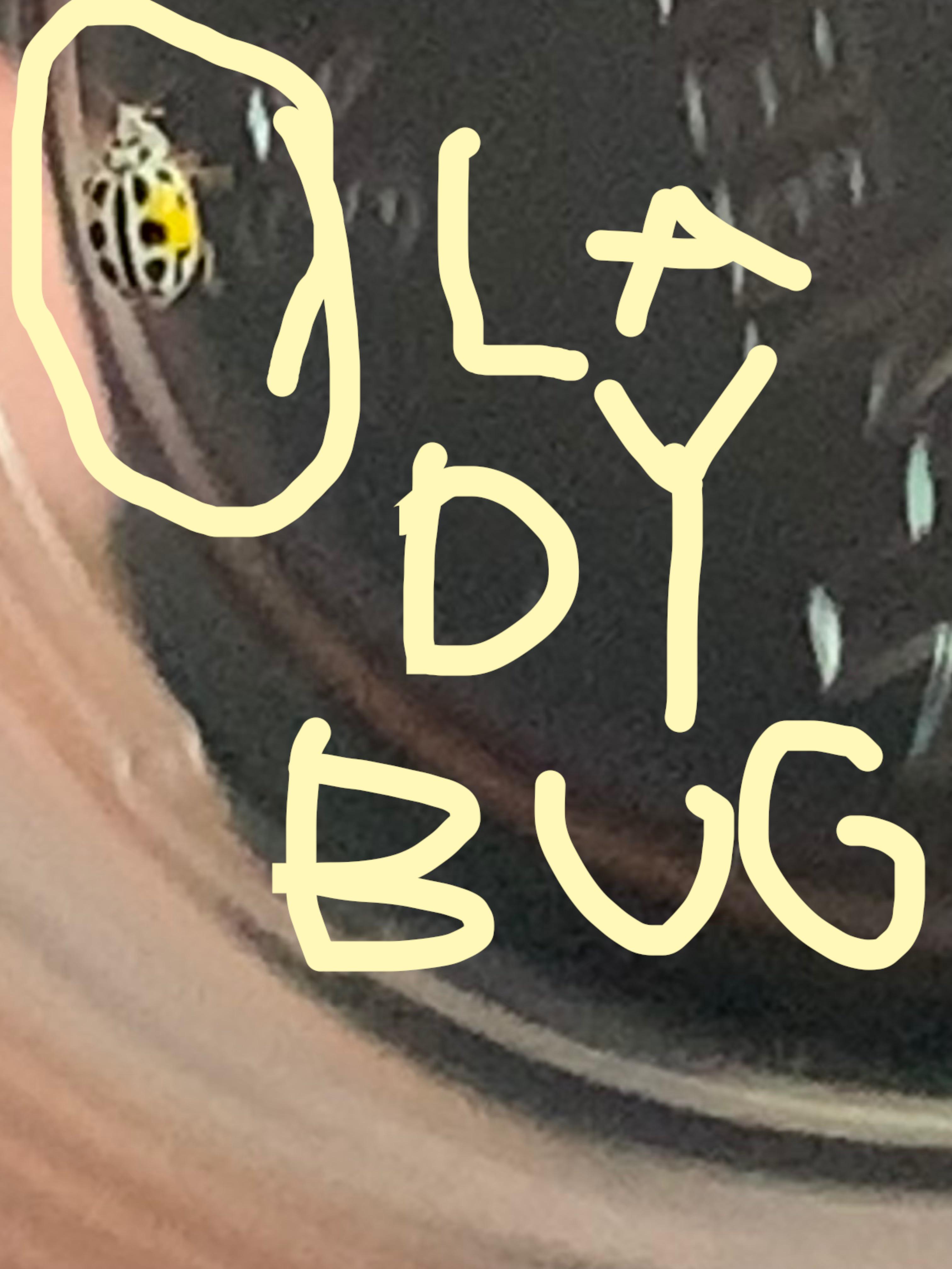 yellow ladybug LadybugsArentReal