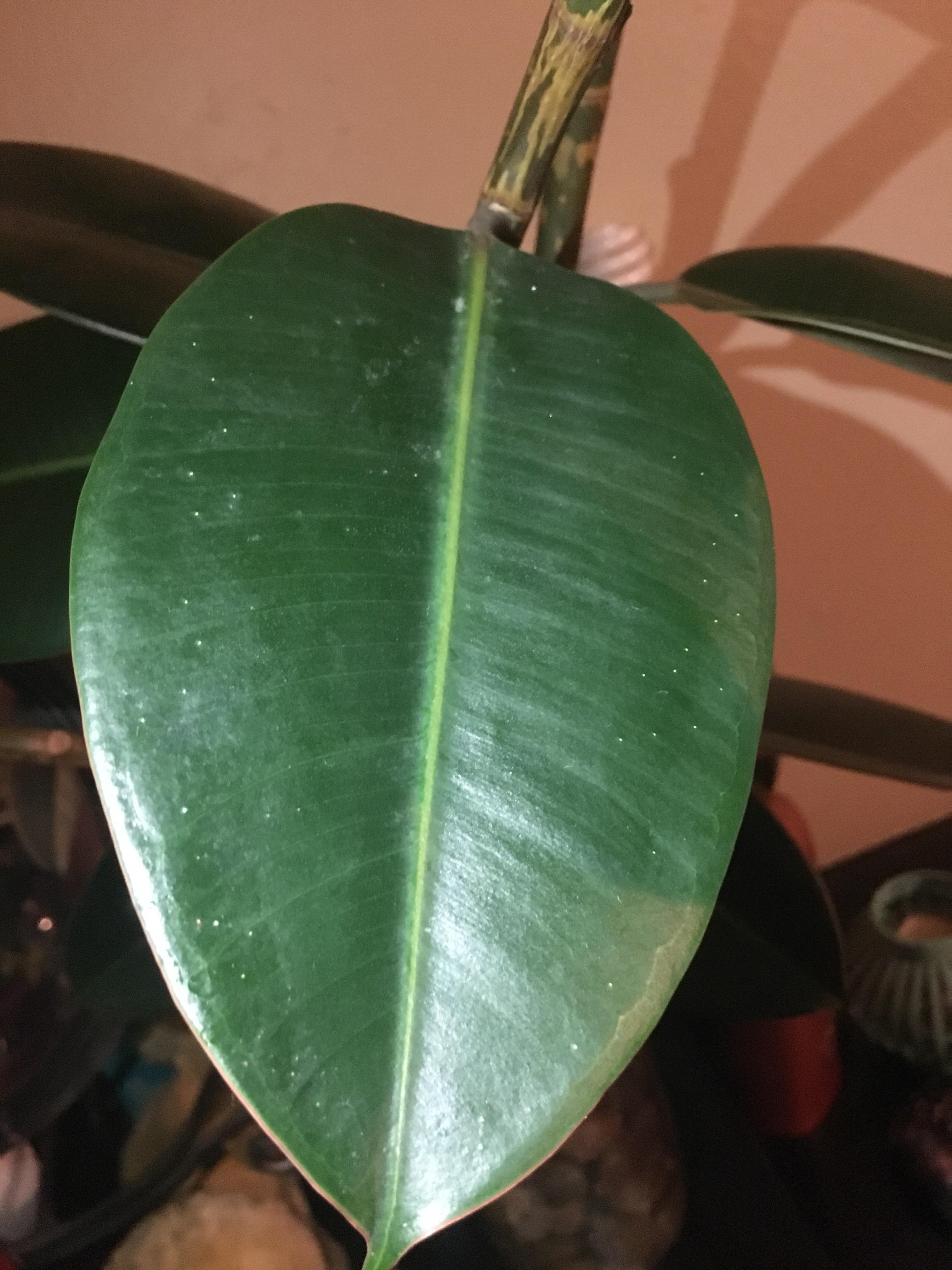 I got these rubber tree cuttings from a nice lady, but they had bugs