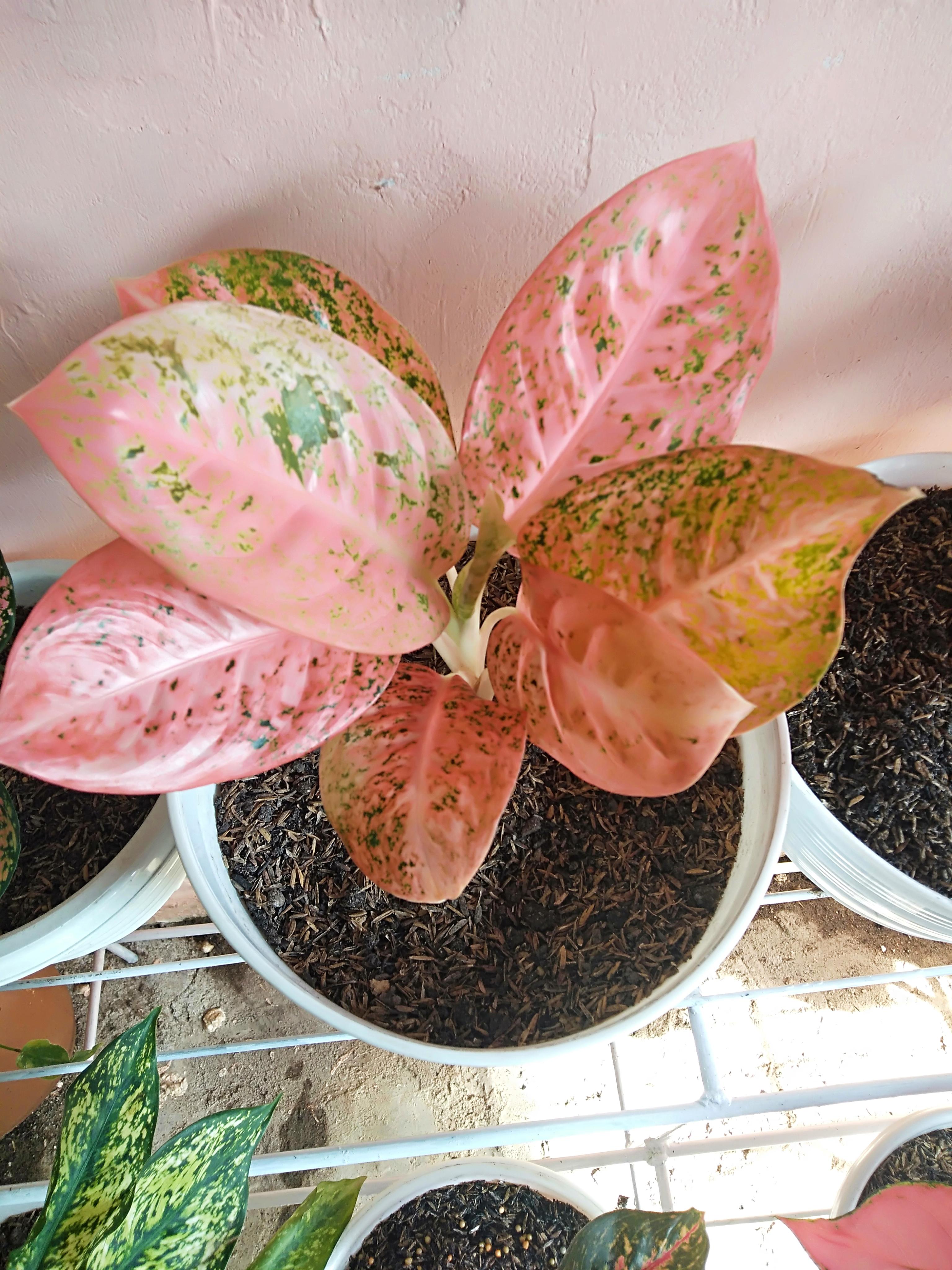 Aglaonema Varieties r/RareHouseplants