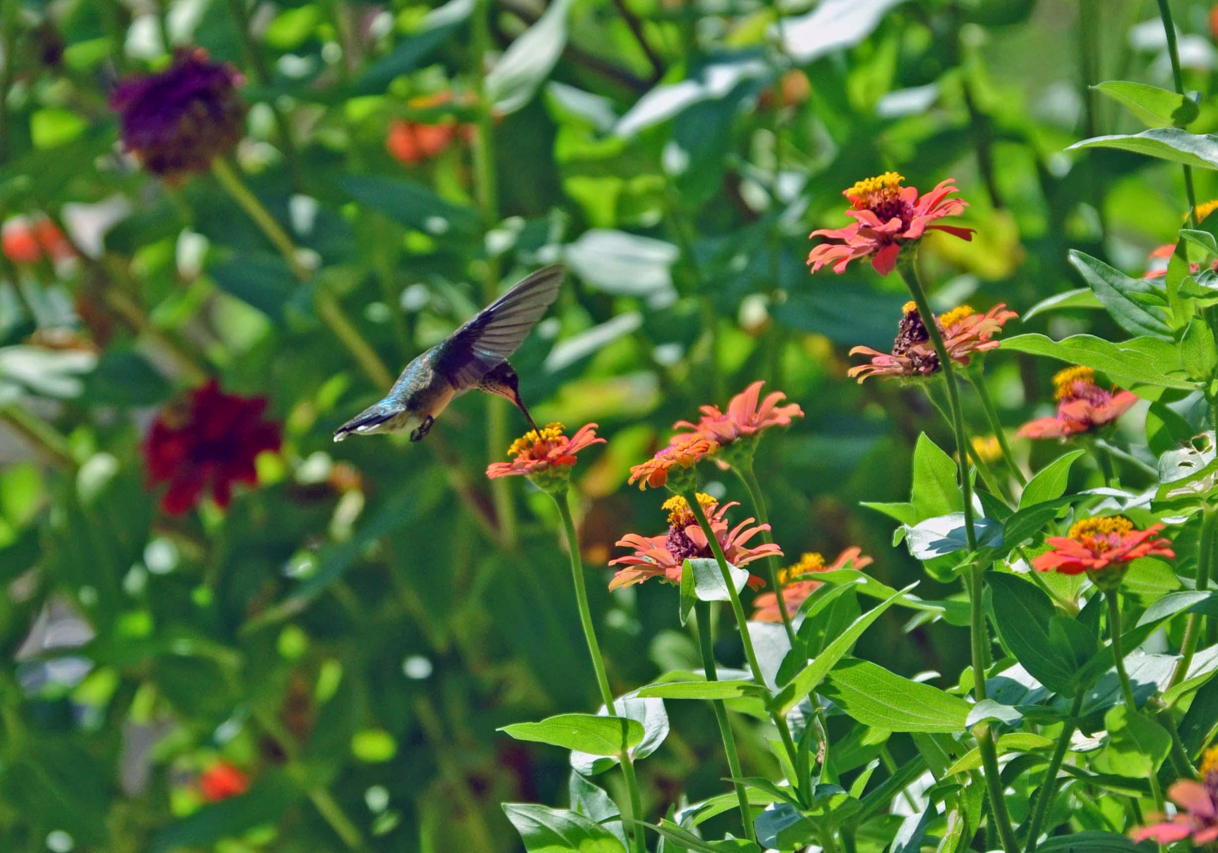 The new owner of our zinnias and feeder he's even chasing off
