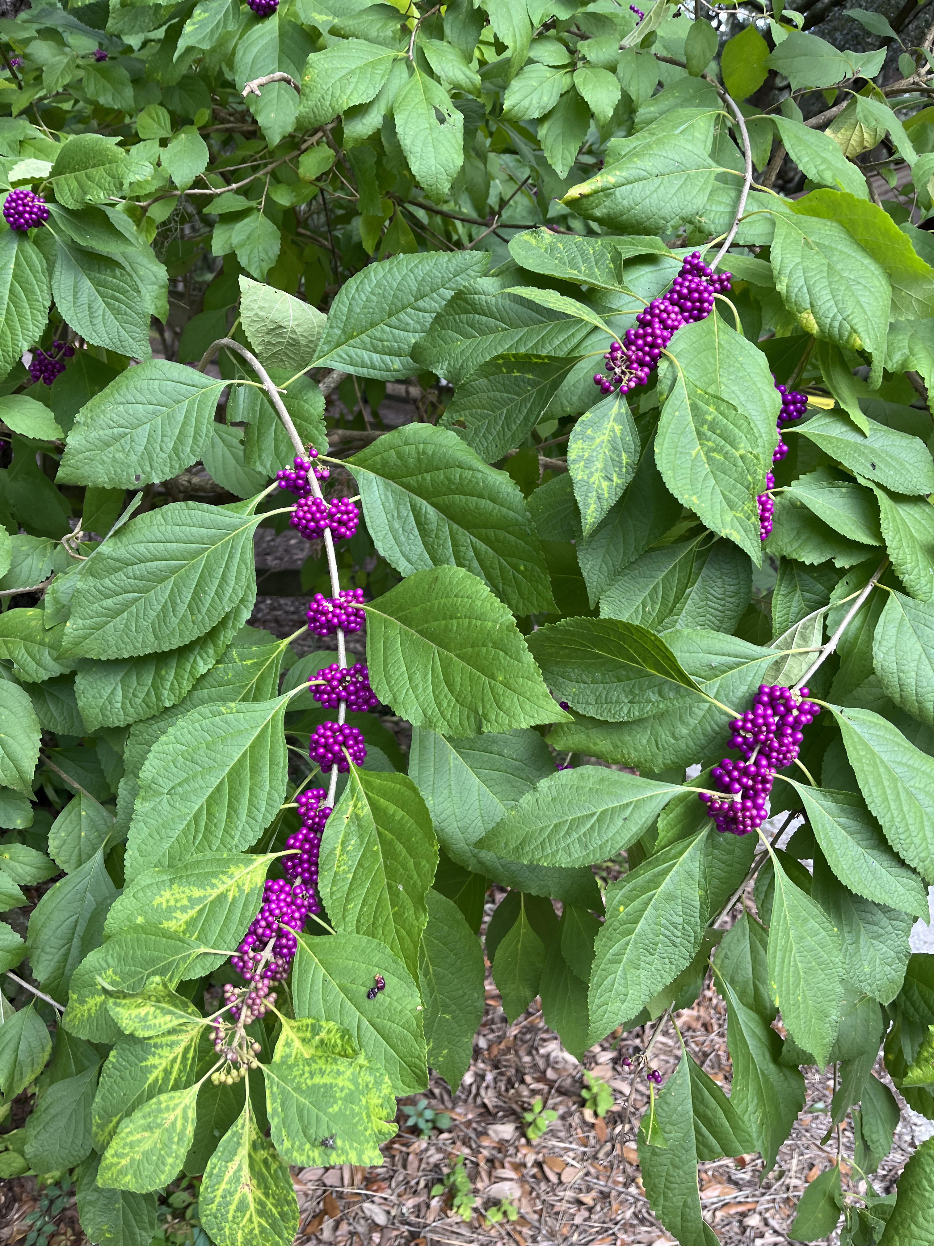 What is this plant? Found in Coastal South Carolina (USA) r