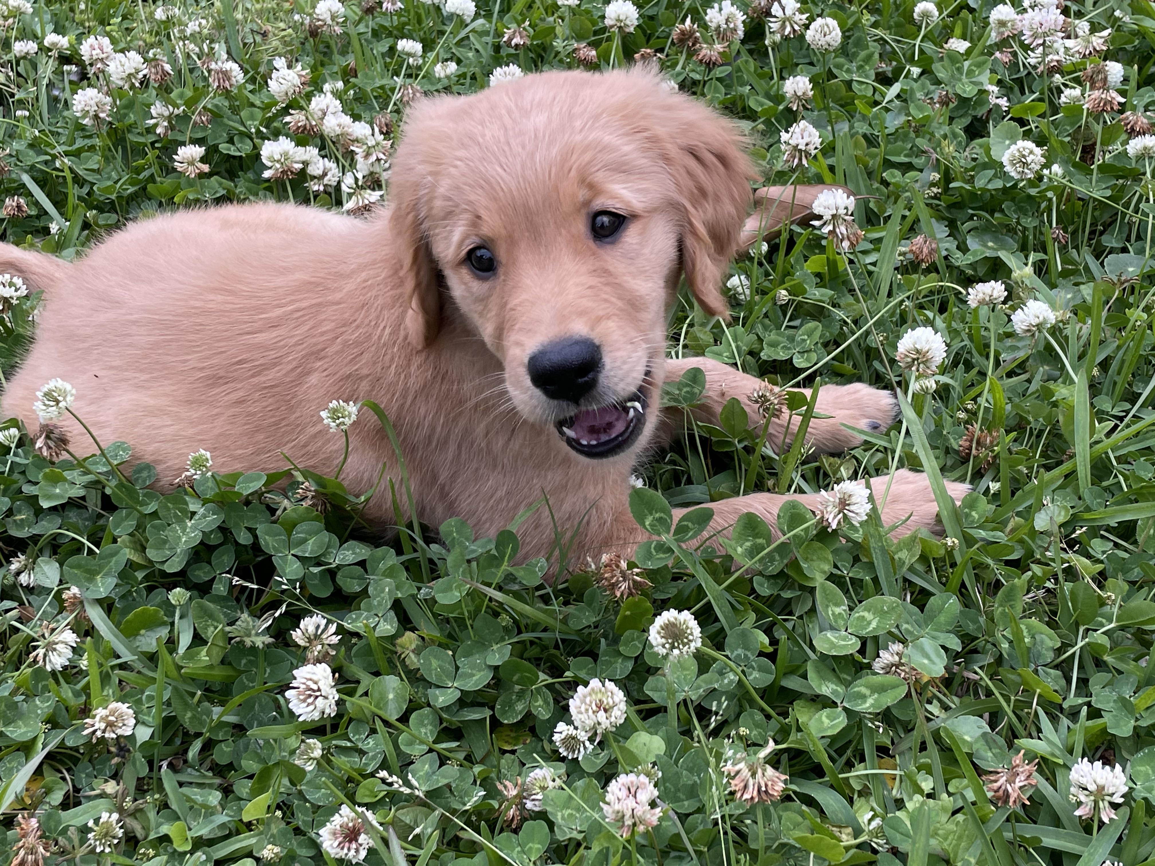 Cute Puppy & Dog Pictures Magnolia