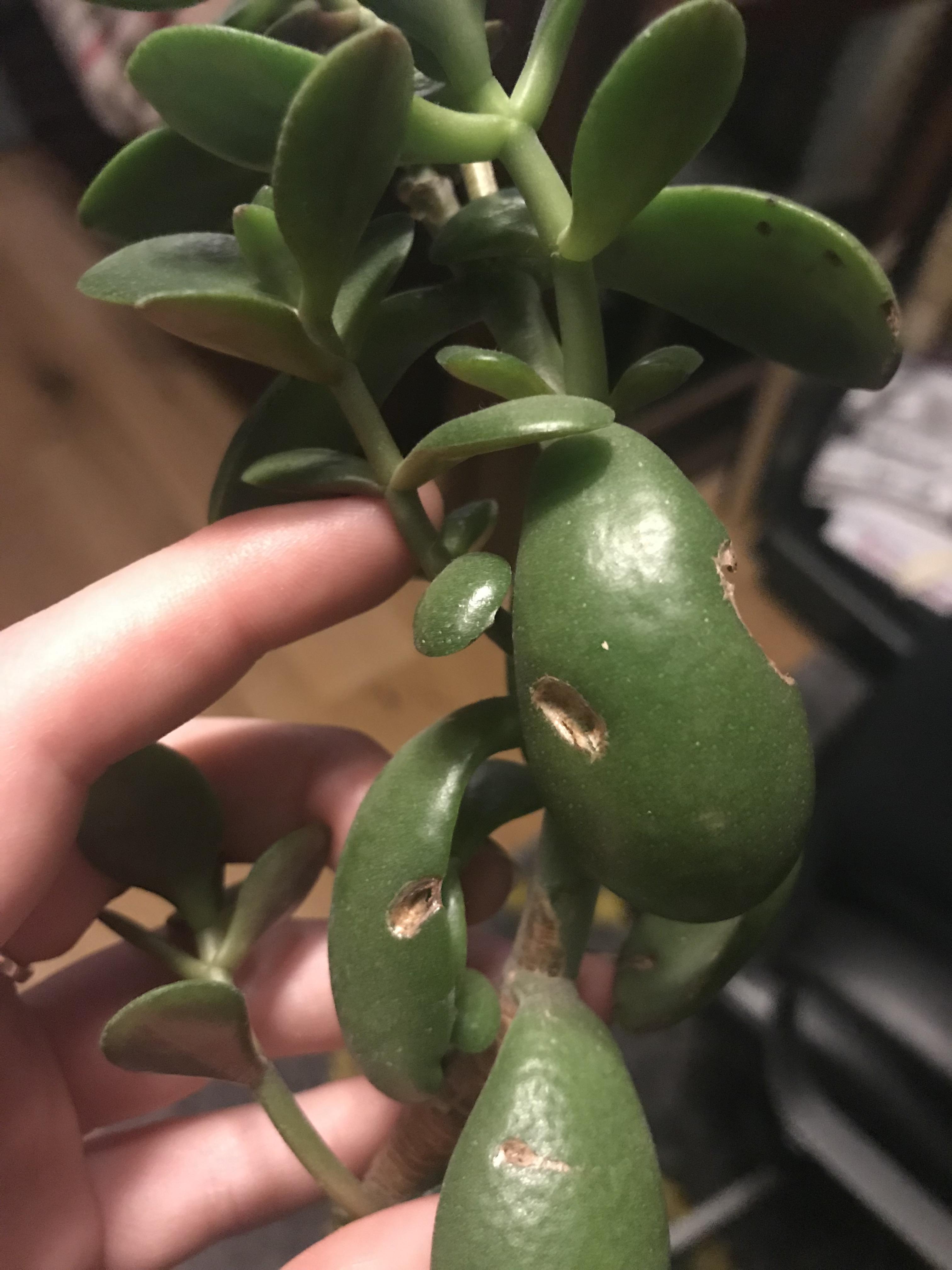 Sick Jade plant r/plantclinic